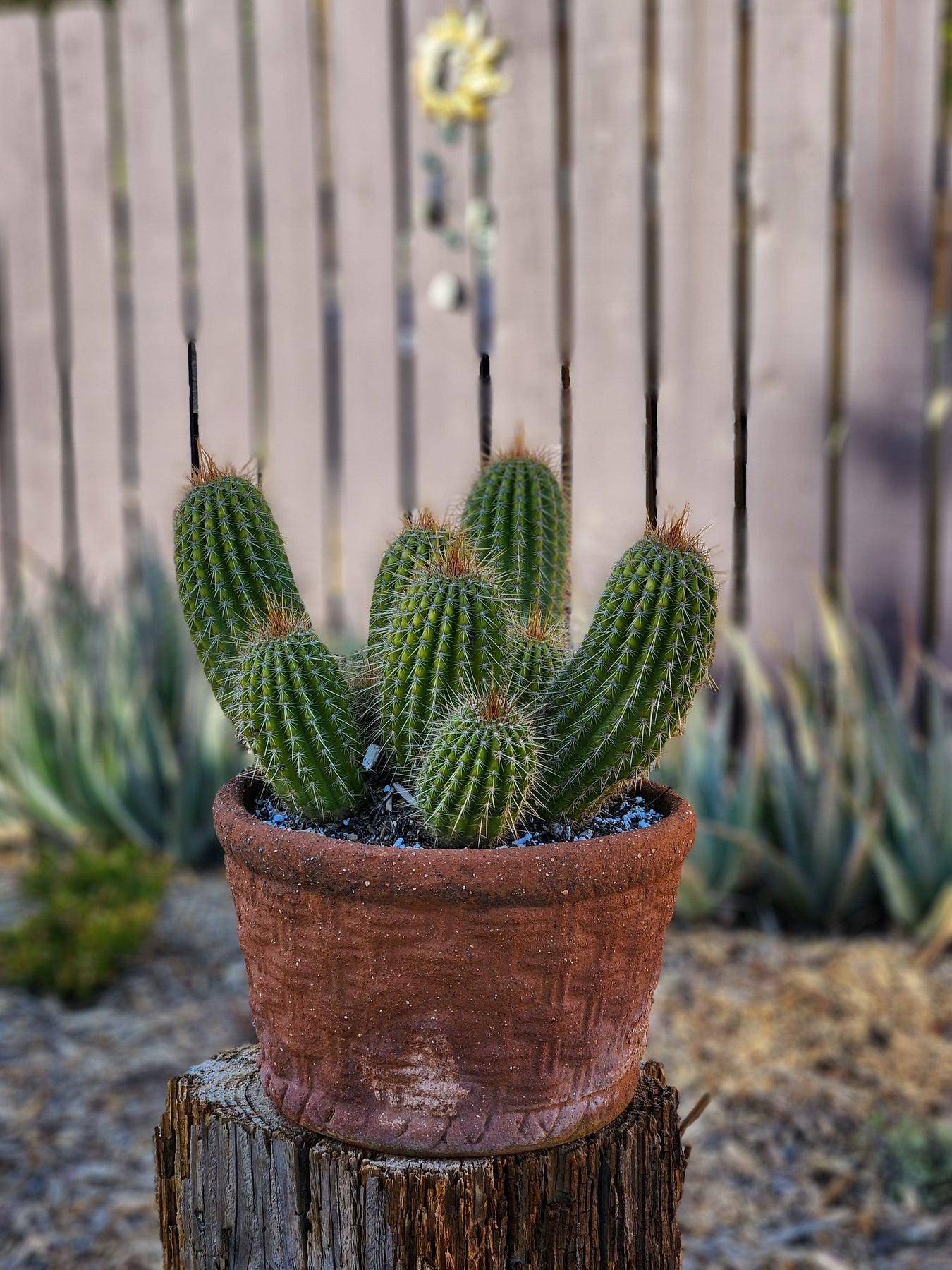 #EC65 EXACT Tricholobivia Hybrid "Pinkie" Cactus specimen-Cactus - Large - Exact-The Succulent Source