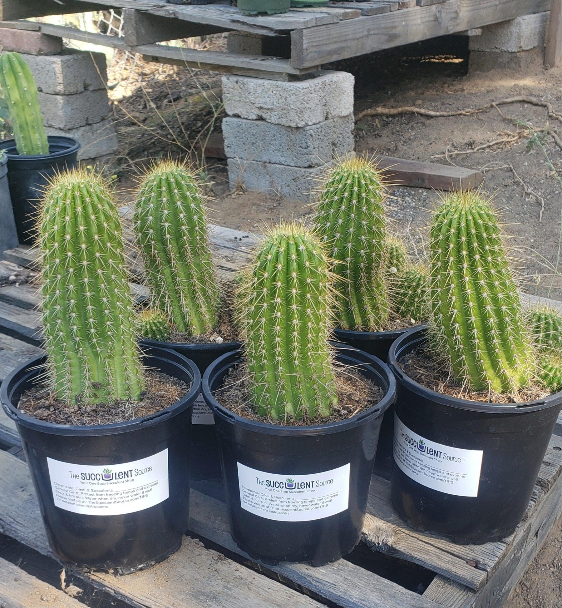 #EC65 EXACT Tricholobivia "Pinkie" Cactus specimen-Cactus - Large - Exact-The Succulent Source