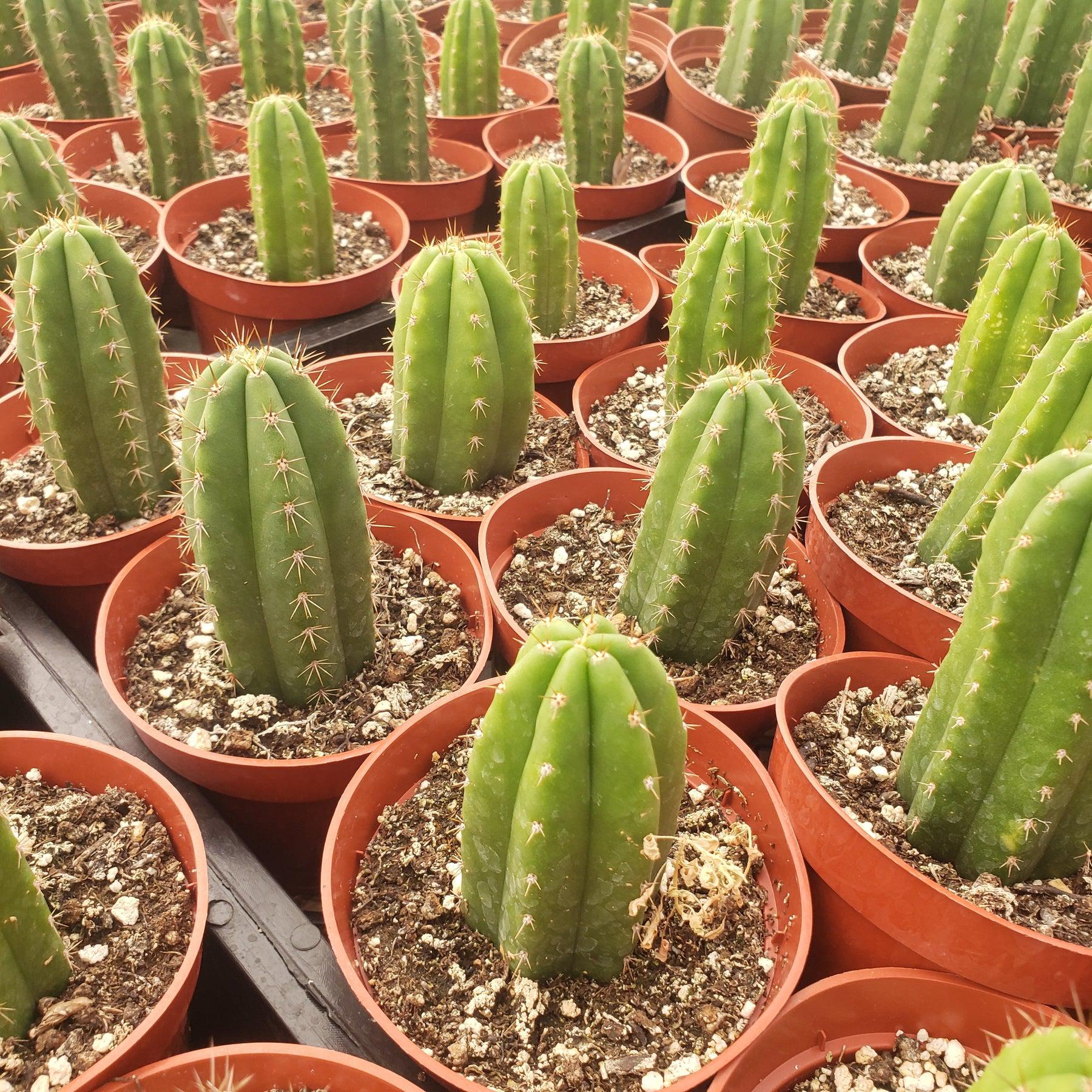 #EC67 EXACT Trichocereus Pachanoi "46" in 4" container-Cactus - Large - Exact-The Succulent Source