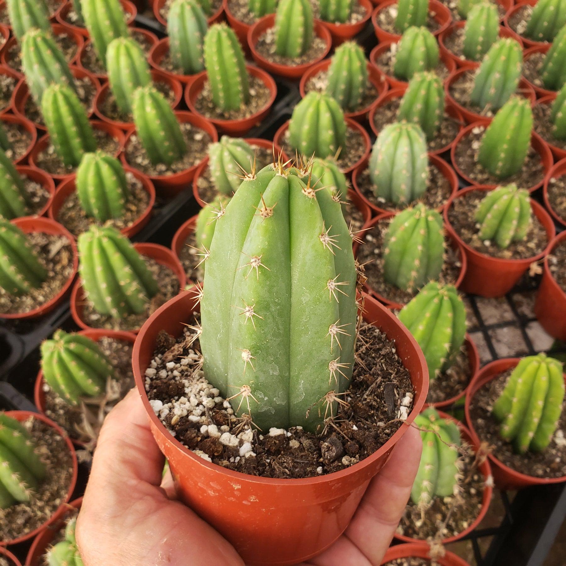 #EC67 EXACT Trichocereus Pachanoi "46" in 4" container-Cactus - Large - Exact-The Succulent Source