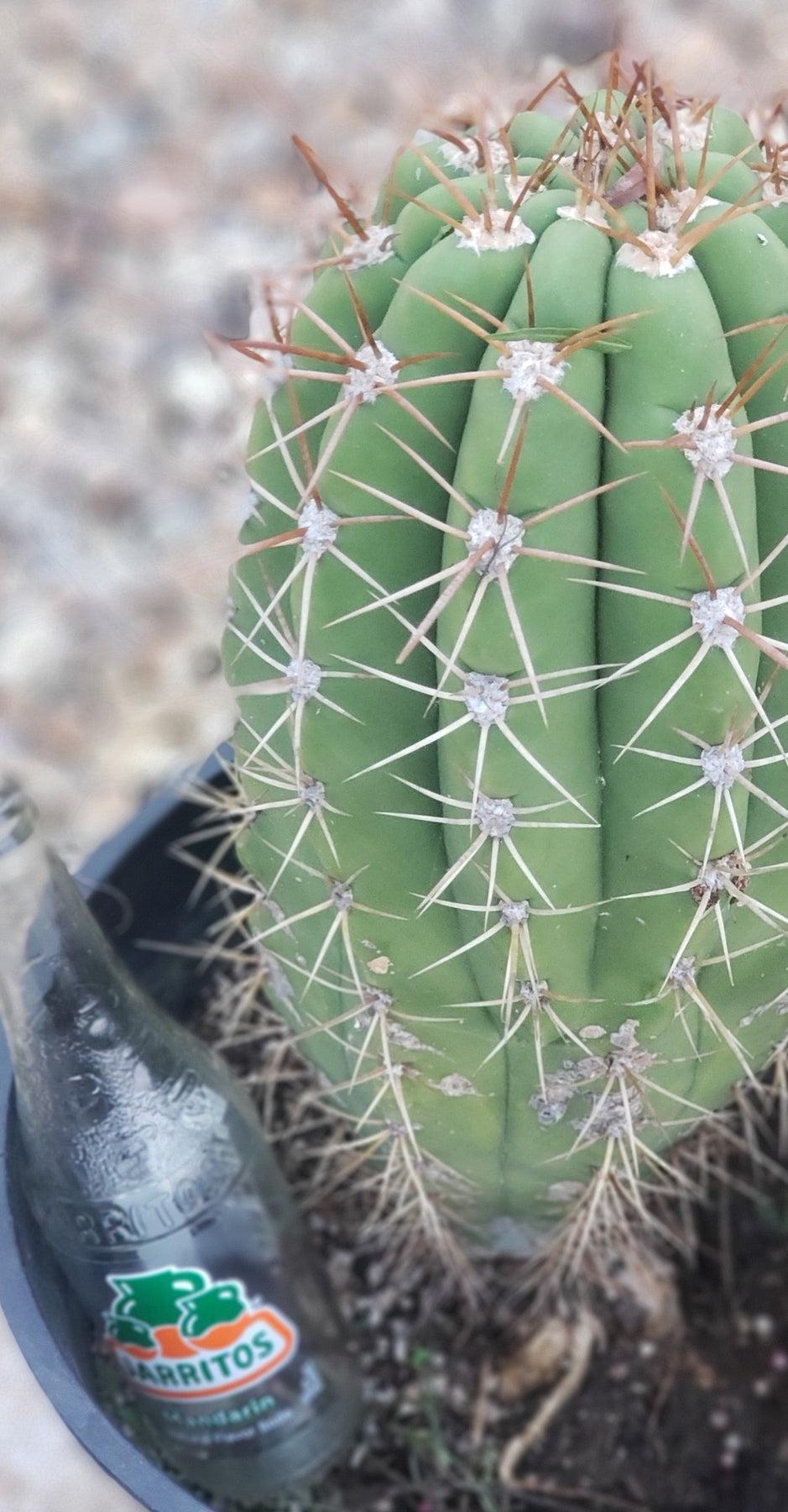 #EC71 EXACT Trichocereus Terschekii Cactus 14"-Cactus - Large - Exact-The Succulent Source