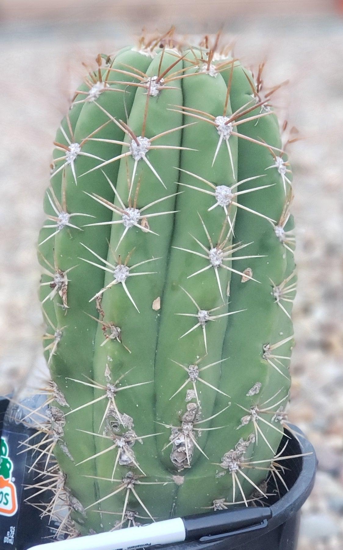 #EC71 EXACT Trichocereus Terschekii Cactus 14"-Cactus - Large - Exact-The Succulent Source