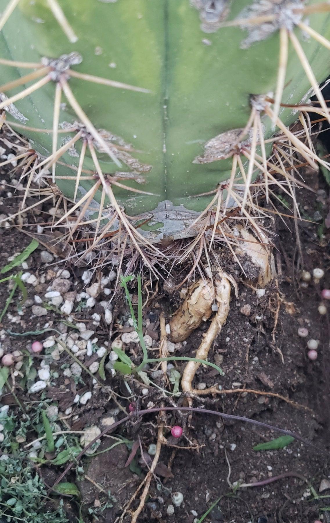 #EC71 EXACT Trichocereus Terschekii Cactus 14"-Cactus - Large - Exact-The Succulent Source