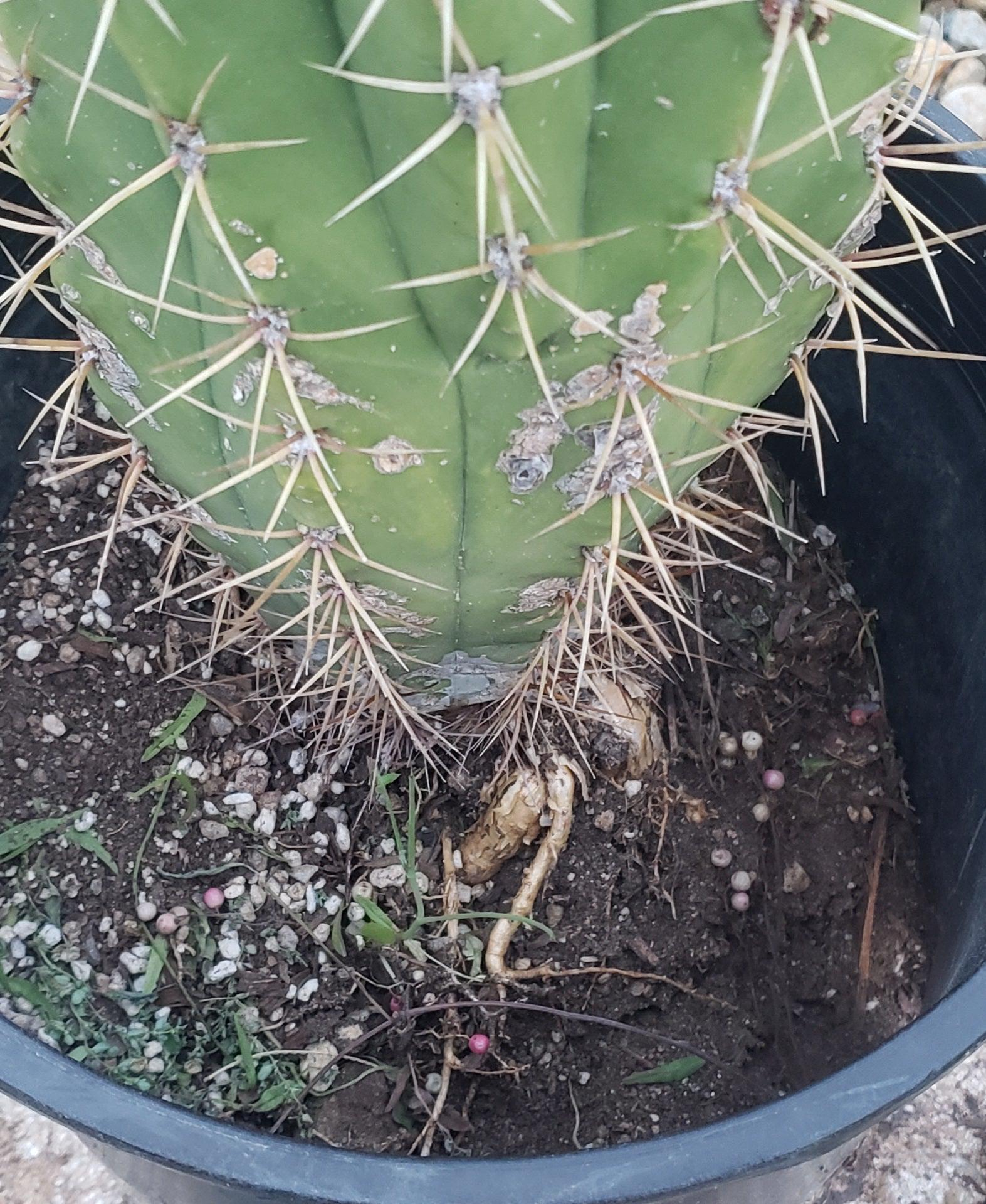 #EC71 EXACT Trichocereus Terschekii Cactus 14"-Cactus - Large - Exact-The Succulent Source