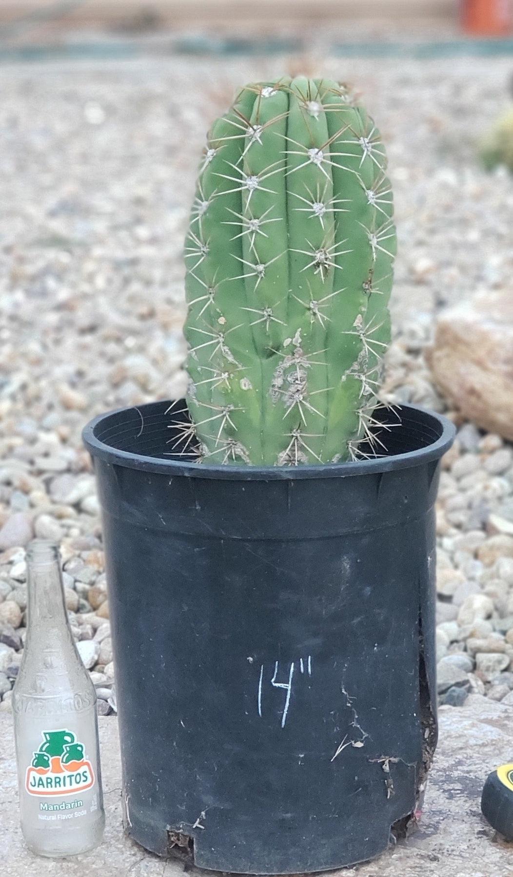 young san pedro cactus #EC71 EXACT Trichocereus Terschekii Cactus 14"