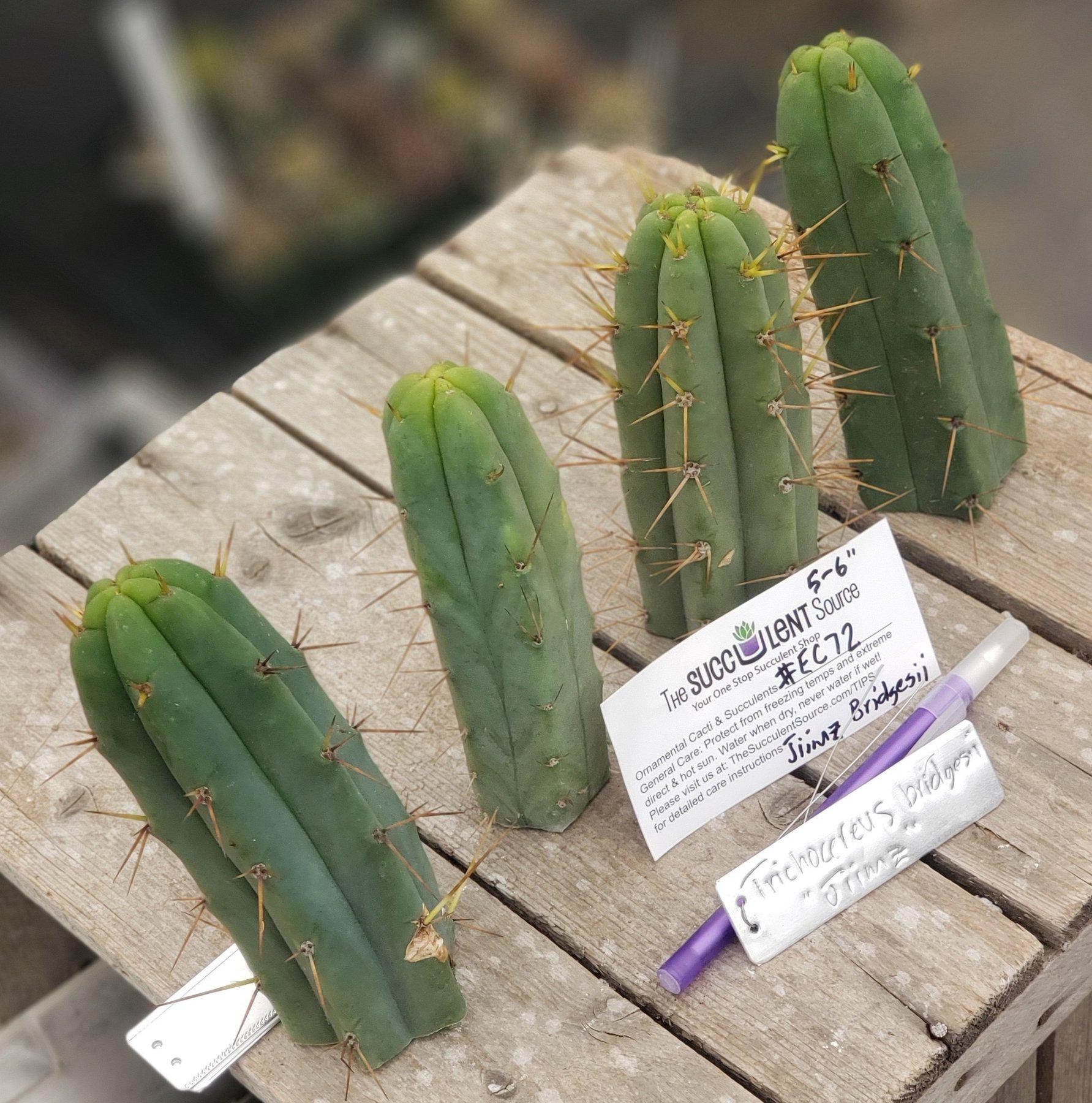 #EC72 EXACT Trichocereus Bridgesii Cactus Cutting 5-6"-Cactus - Large - Exact-The Succulent Source