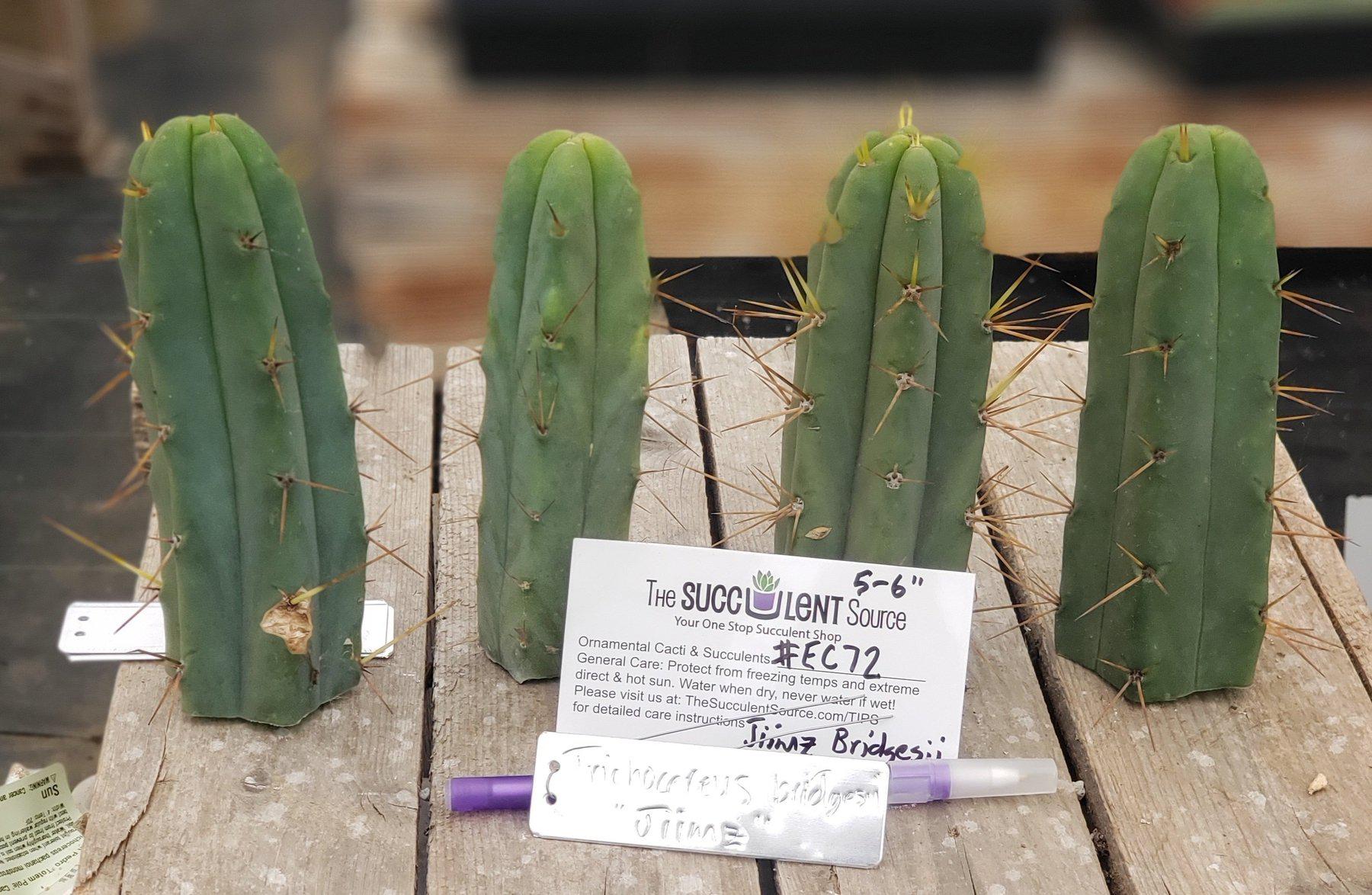#EC72 EXACT Trichocereus Bridgesii Cactus Cutting 5-6"-Cactus - Large - Exact-The Succulent Source