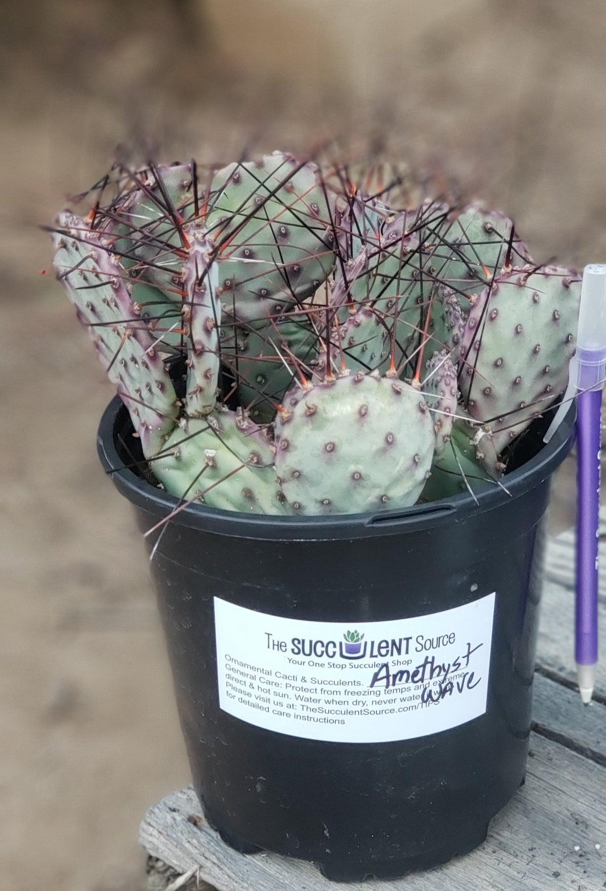 wavy cactus succulent #EC79 EXACT Opuntia Amethyst Wave Cactus
