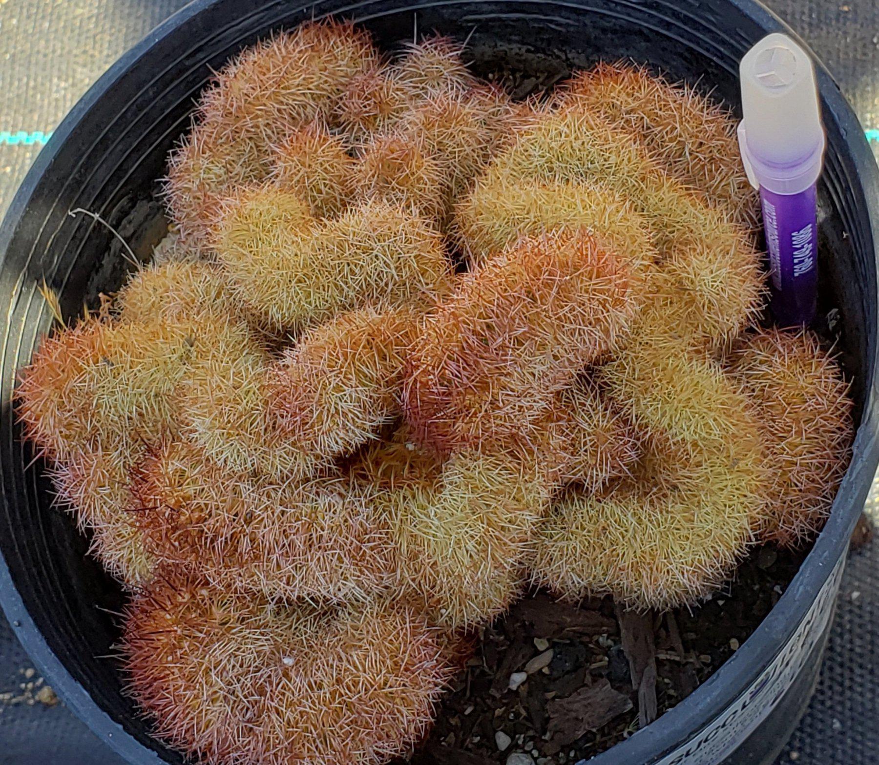 #EC88 EXACT Mammilaria Copper King Brain Cactus-Cactus - Large - Exact-The Succulent Source