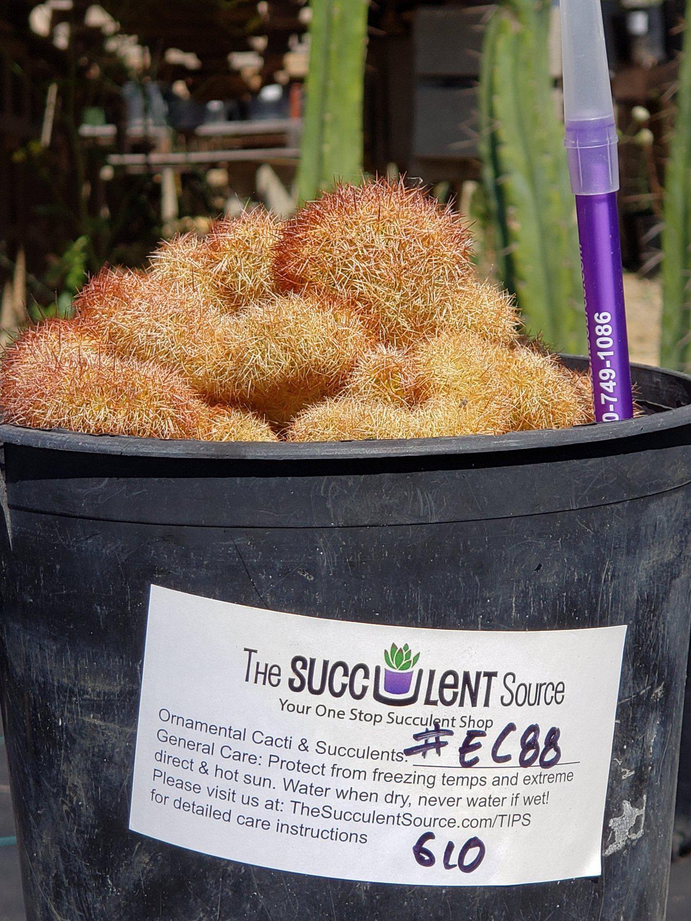 #EC88 EXACT Mammilaria Copper King Brain Cactus-Cactus - Large - Exact-The Succulent Source
