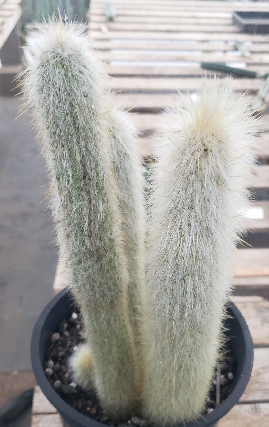 #EC91 EXACT Cleistocactus strausii Silver Torch Cactus 11.5", 10", 9"-Cactus - Large - Exact-The Succulent Source