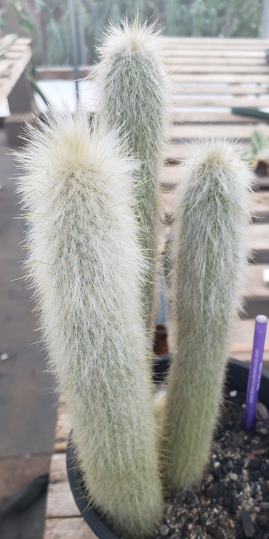 #EC91 EXACT Cleistocactus strausii Silver Torch Cactus 11.5", 10", 9"-Cactus - Large - Exact-The Succulent Source