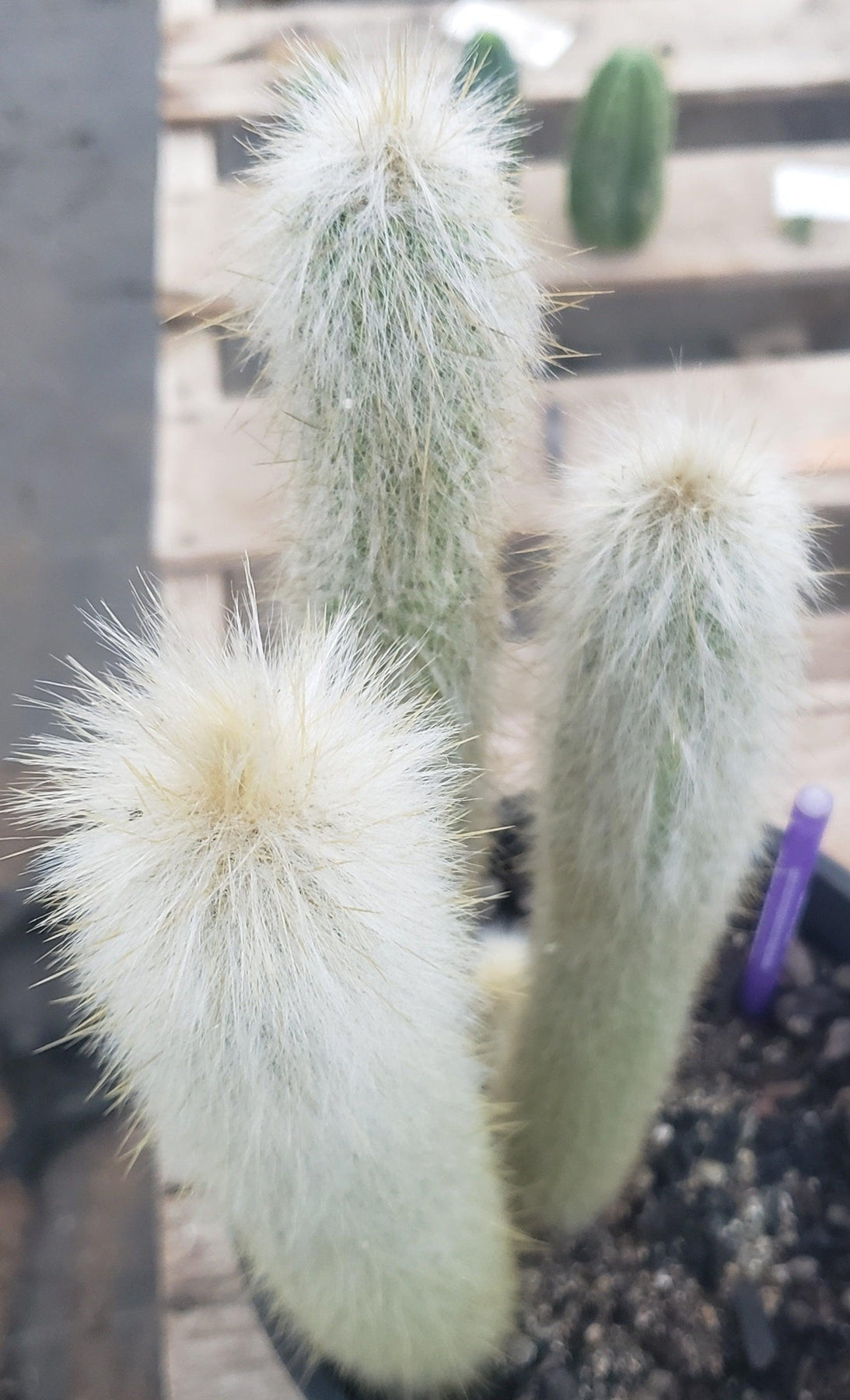 #EC91 EXACT Cleistocactus strausii Silver Torch Cactus 11.5", 10", 9"-Cactus - Large - Exact-The Succulent Source