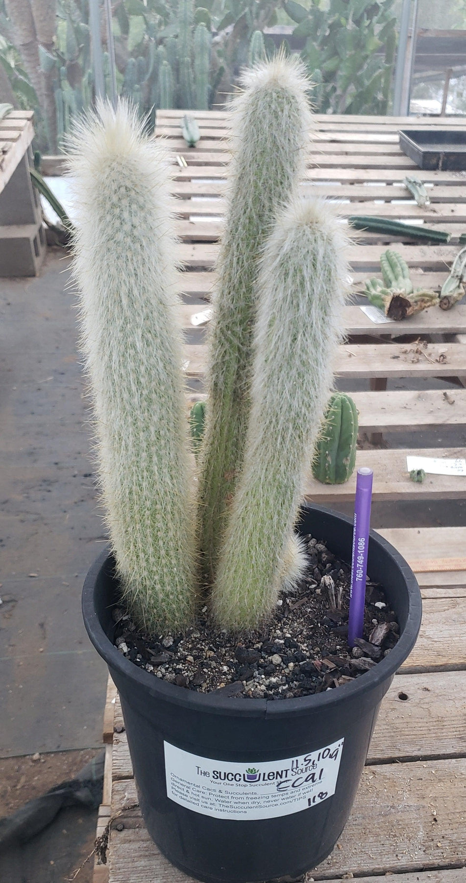 #EC91 EXACT Cleistocactus strausii Silver Torch Cactus 11.5", 10", 9"-Cactus - Large - Exact-The Succulent Source