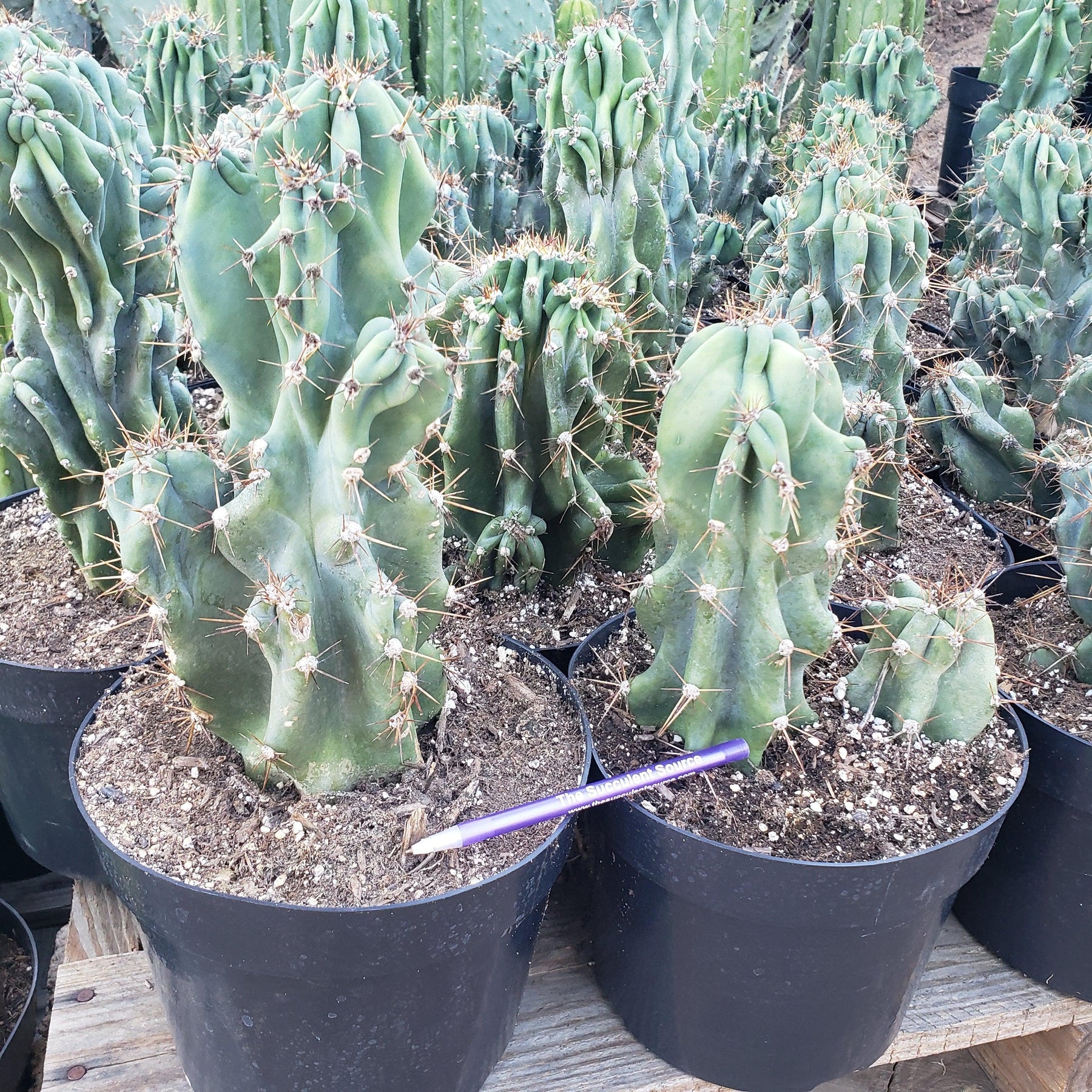 #EC99 EXACT Cereus Peruvianus Monstrose Cactus Potted 10-12"-Cactus - Large - Exact-The Succulent Source