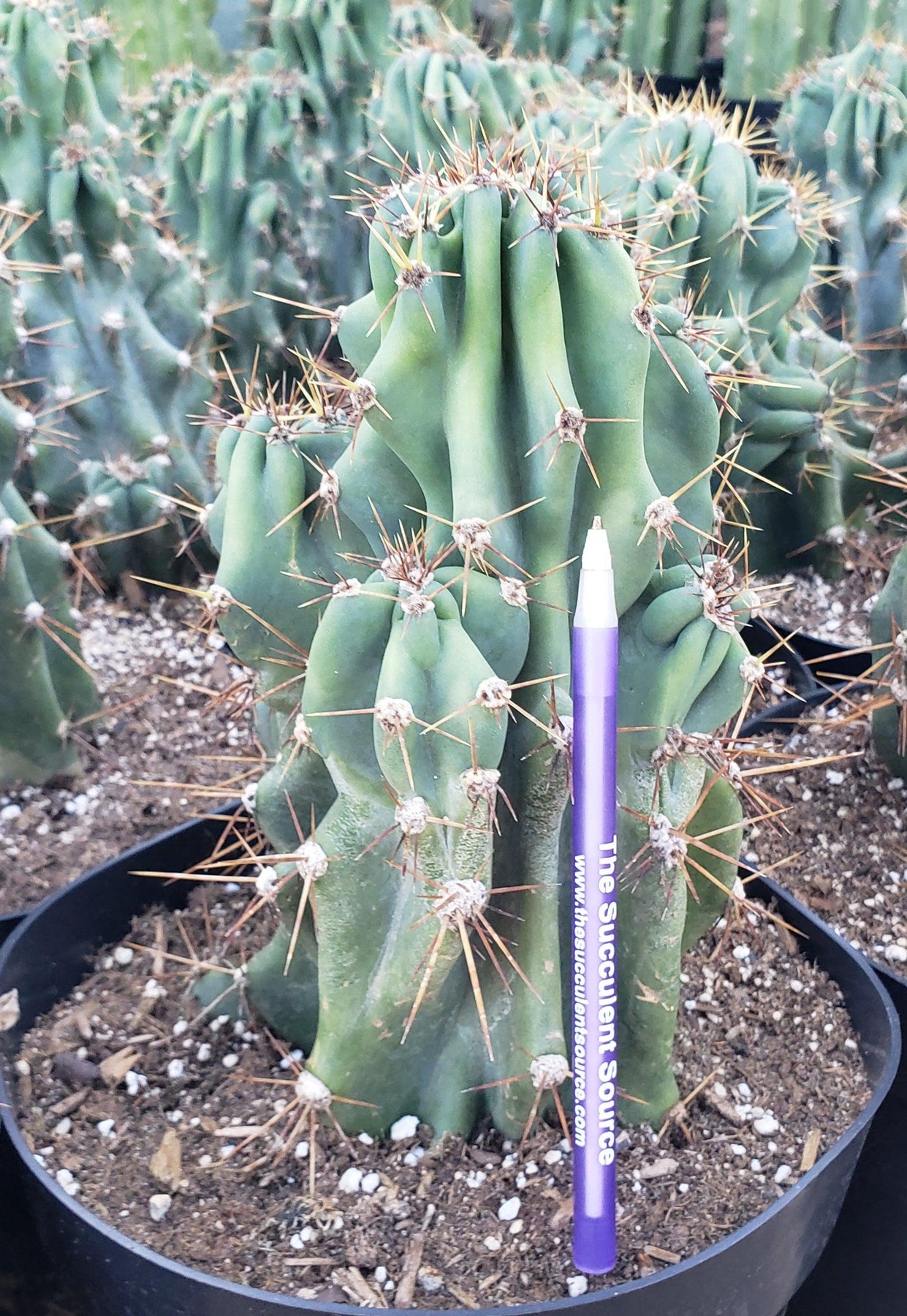 #EC99 EXACT Cereus Peruvianus Monstrose Cactus Potted 10-12"-Cactus - Large - Exact-The Succulent Source