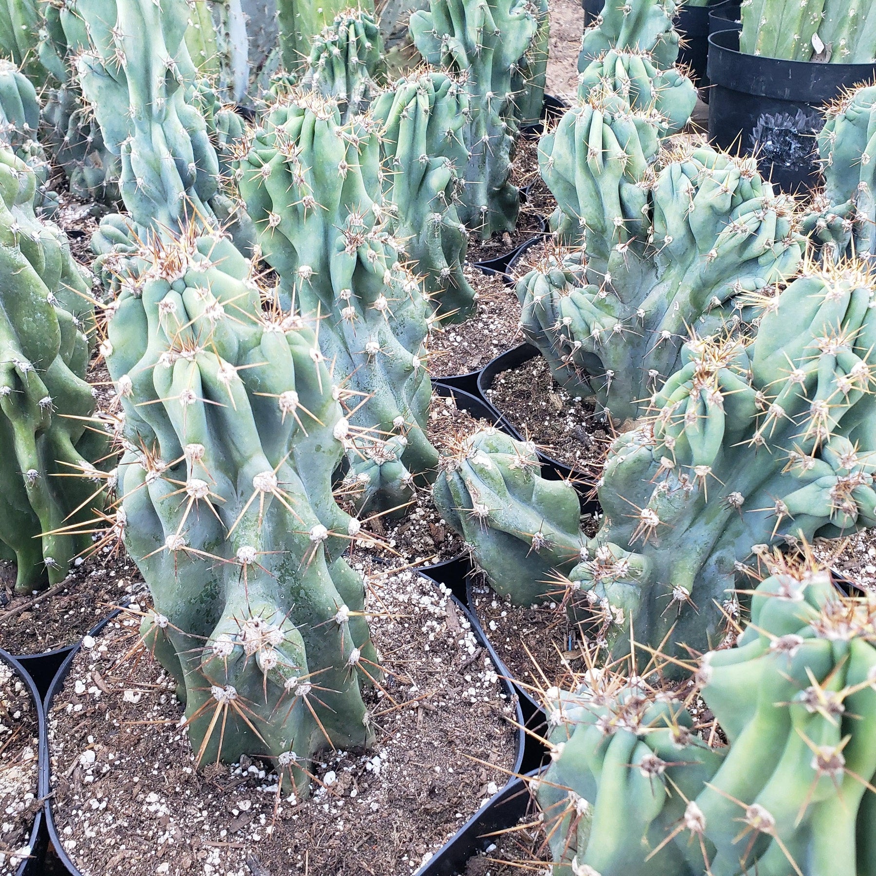 #EC99 EXACT Cereus Peruvianus Monstrose Cactus Potted 10-12"-Cactus - Large - Exact-The Succulent Source