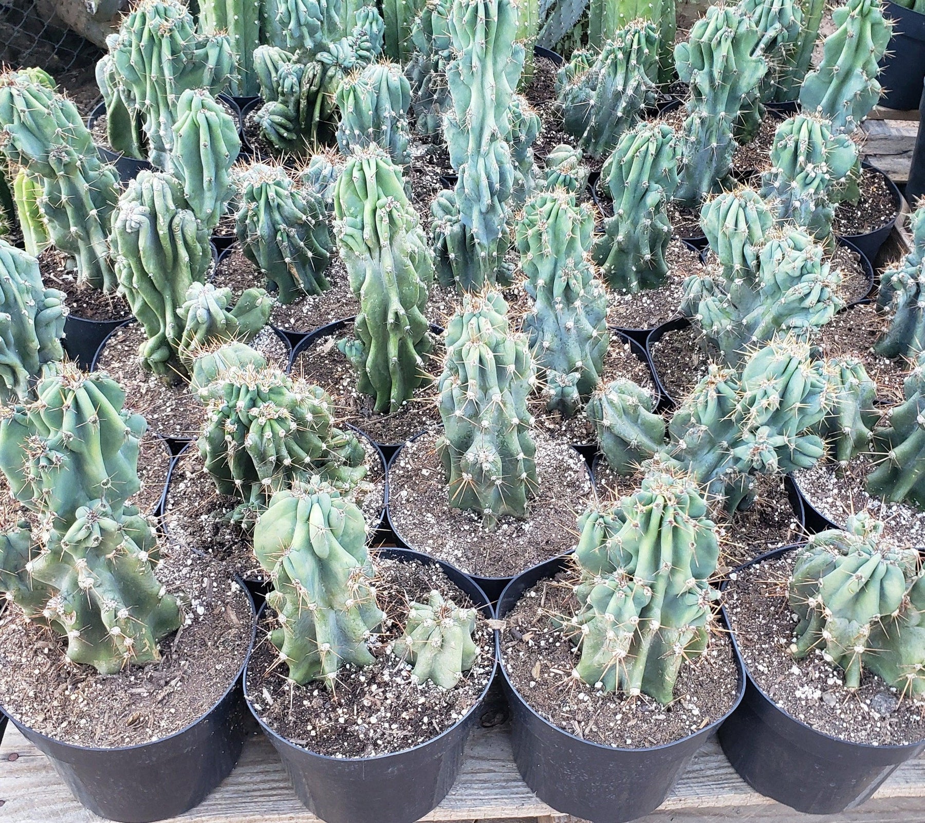 #EC99 EXACT Cereus Peruvianus Monstrose Cactus Potted 10-12