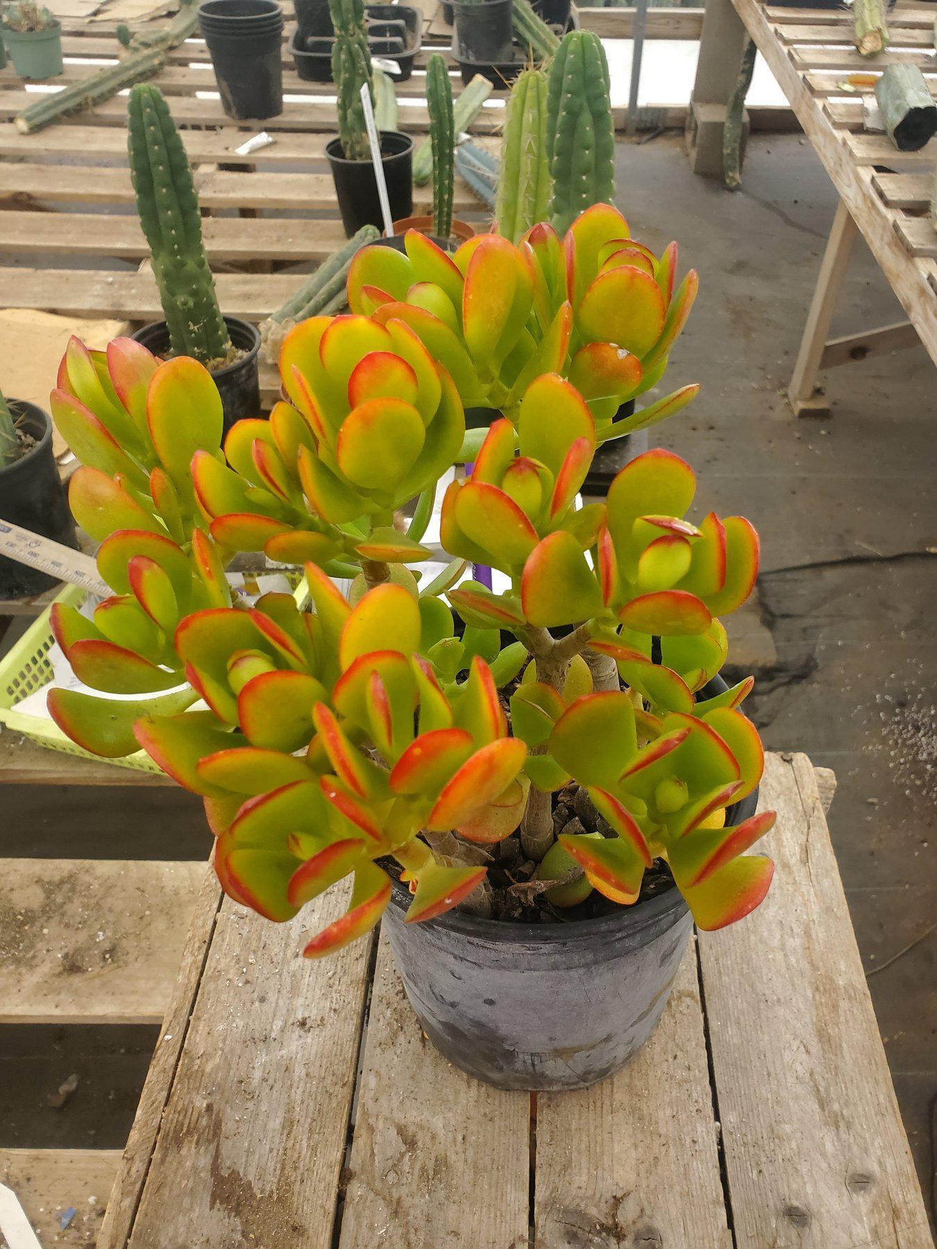 #ES05 EXACT Crassula Jade Bonsai Succulent 8.5"-Succulent - Large - Exact-The Succulent Source