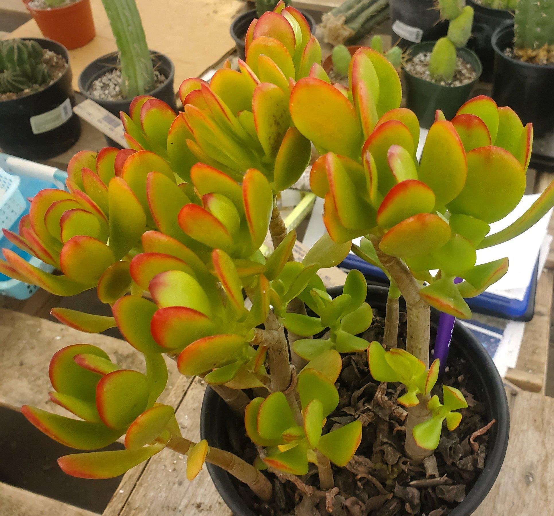 #ES05 EXACT Crassula Jade Bonsai Succulent 8.5"-Succulent - Large - Exact-The Succulent Source