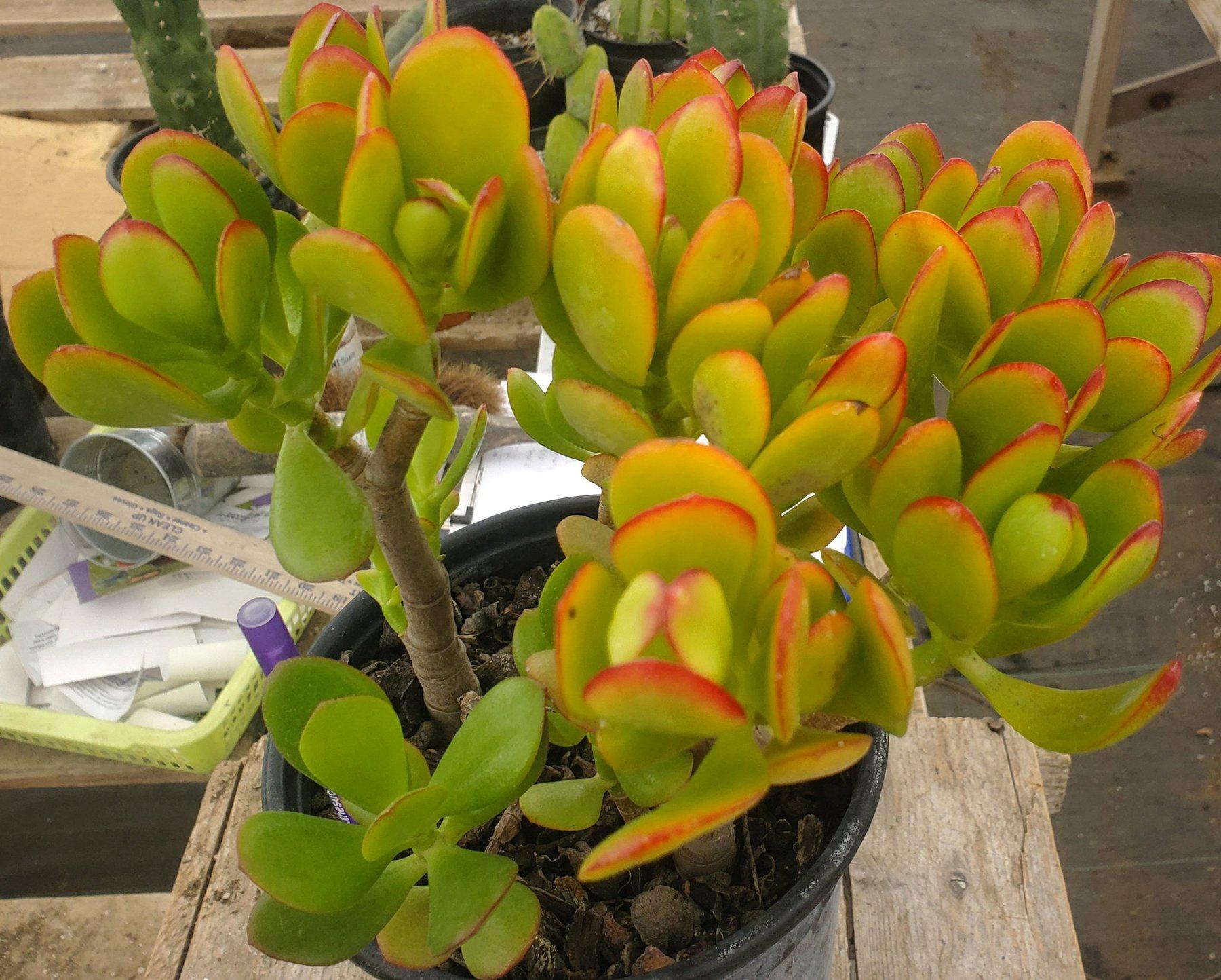 #ES05 EXACT Crassula Jade Bonsai Succulent 8.5"-Succulent - Large - Exact-The Succulent Source