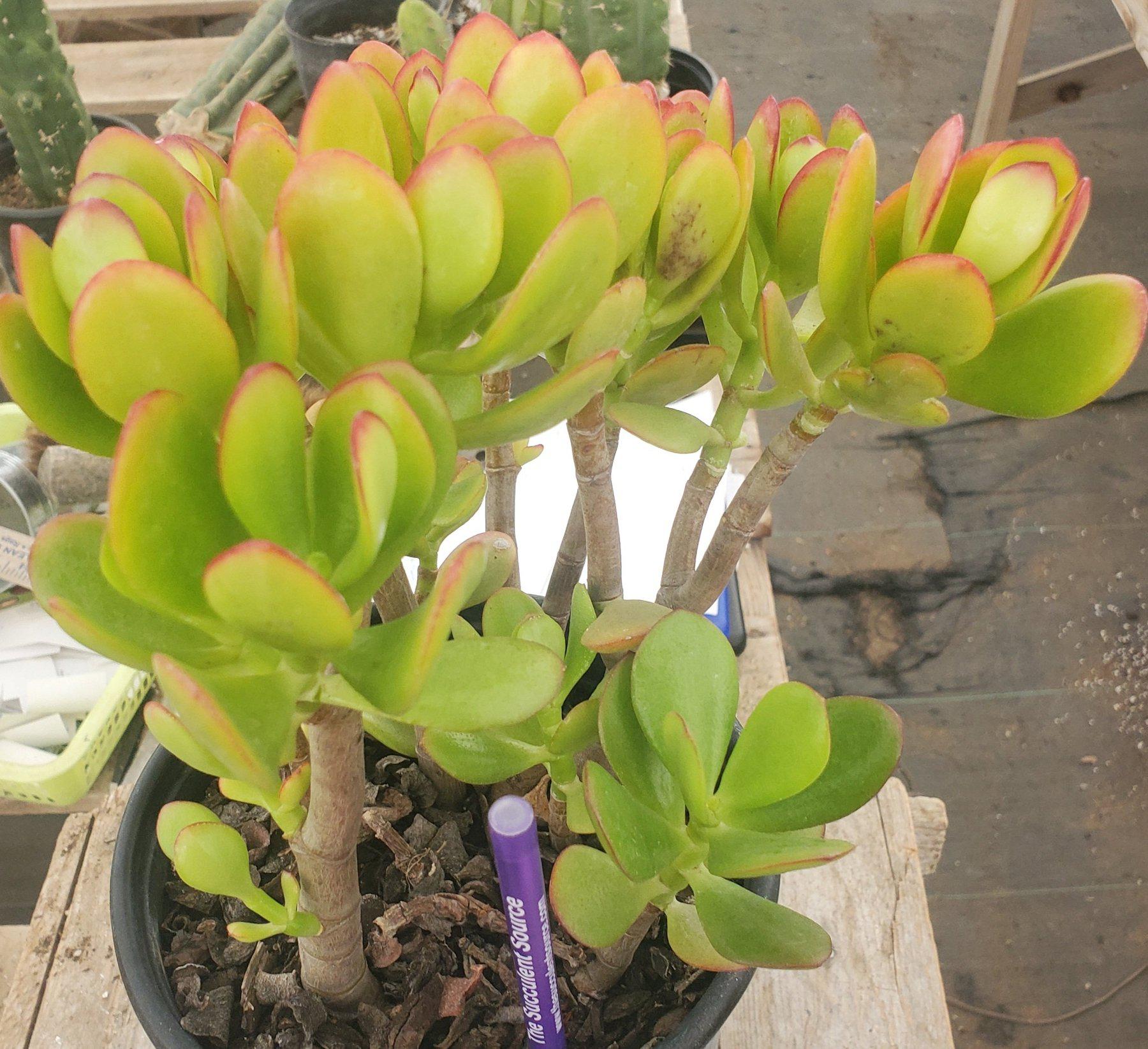 #ES05 EXACT Crassula Jade Bonsai Succulent 8.5"-Succulent - Large - Exact-The Succulent Source