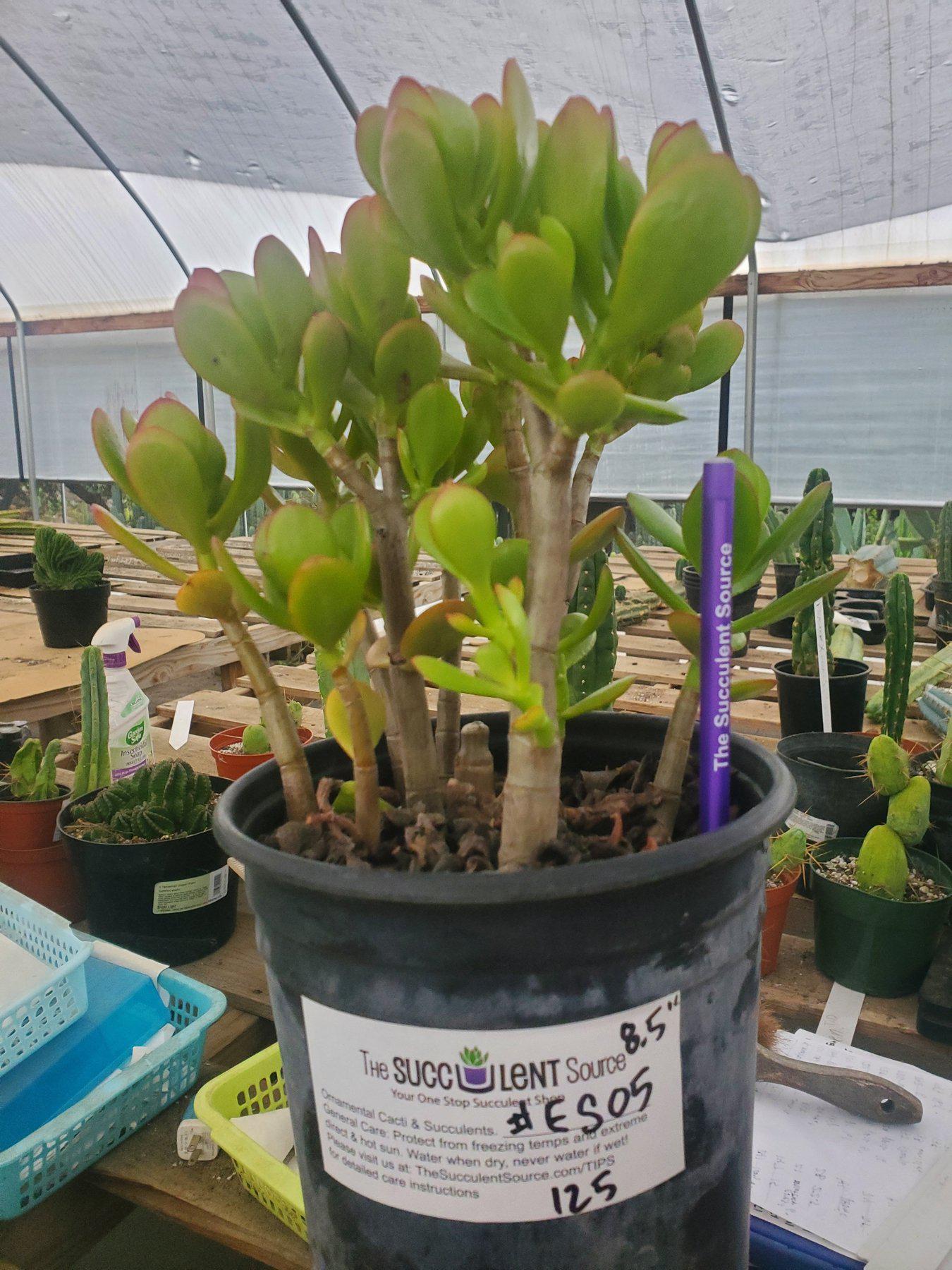 #ES05 EXACT Crassula Jade Bonsai Succulent 8.5"-Succulent - Large - Exact-The Succulent Source