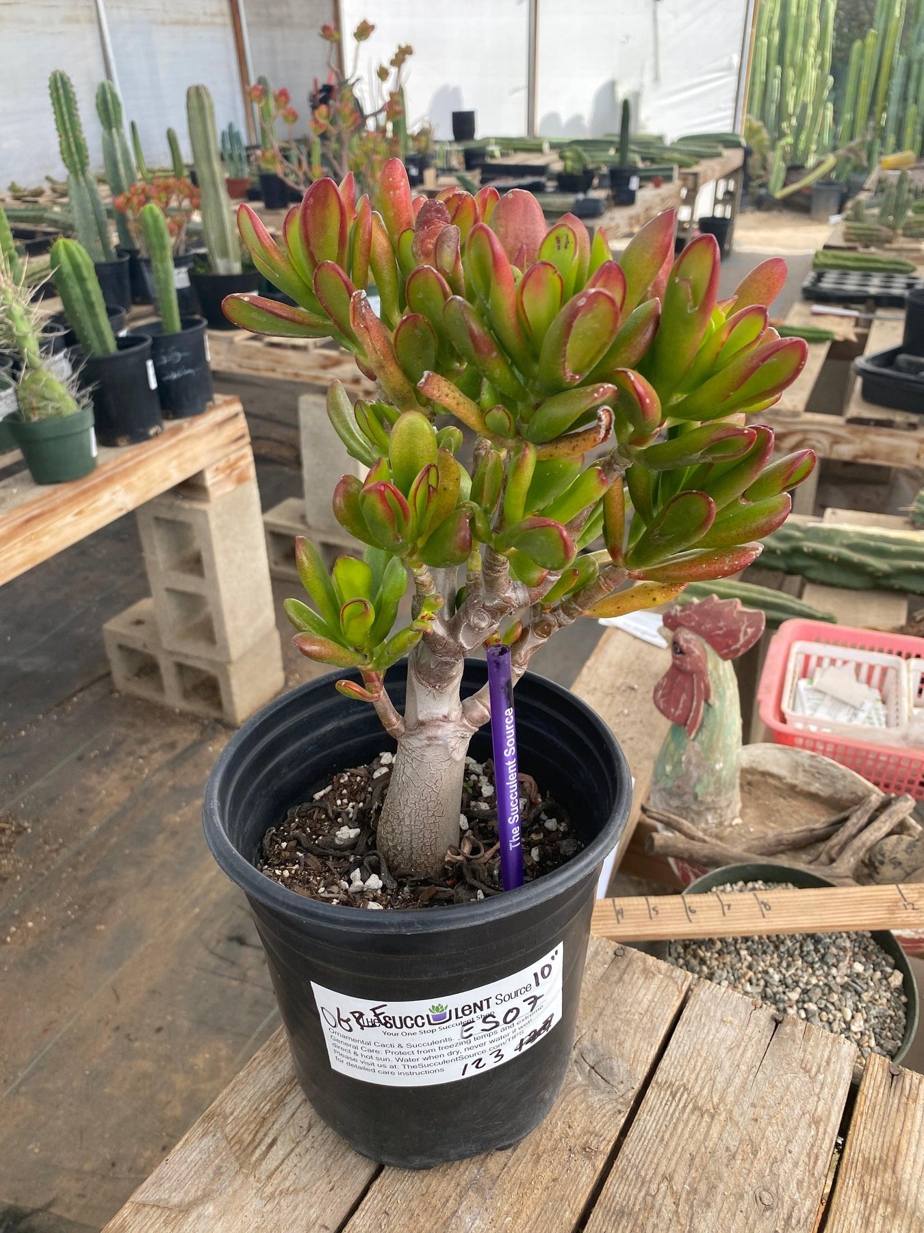 #ES07 EXACT Crassula Ogre Ears and Jade Bonsai Succulent 10"-Succulent - Large - Exact-The Succulent Source
