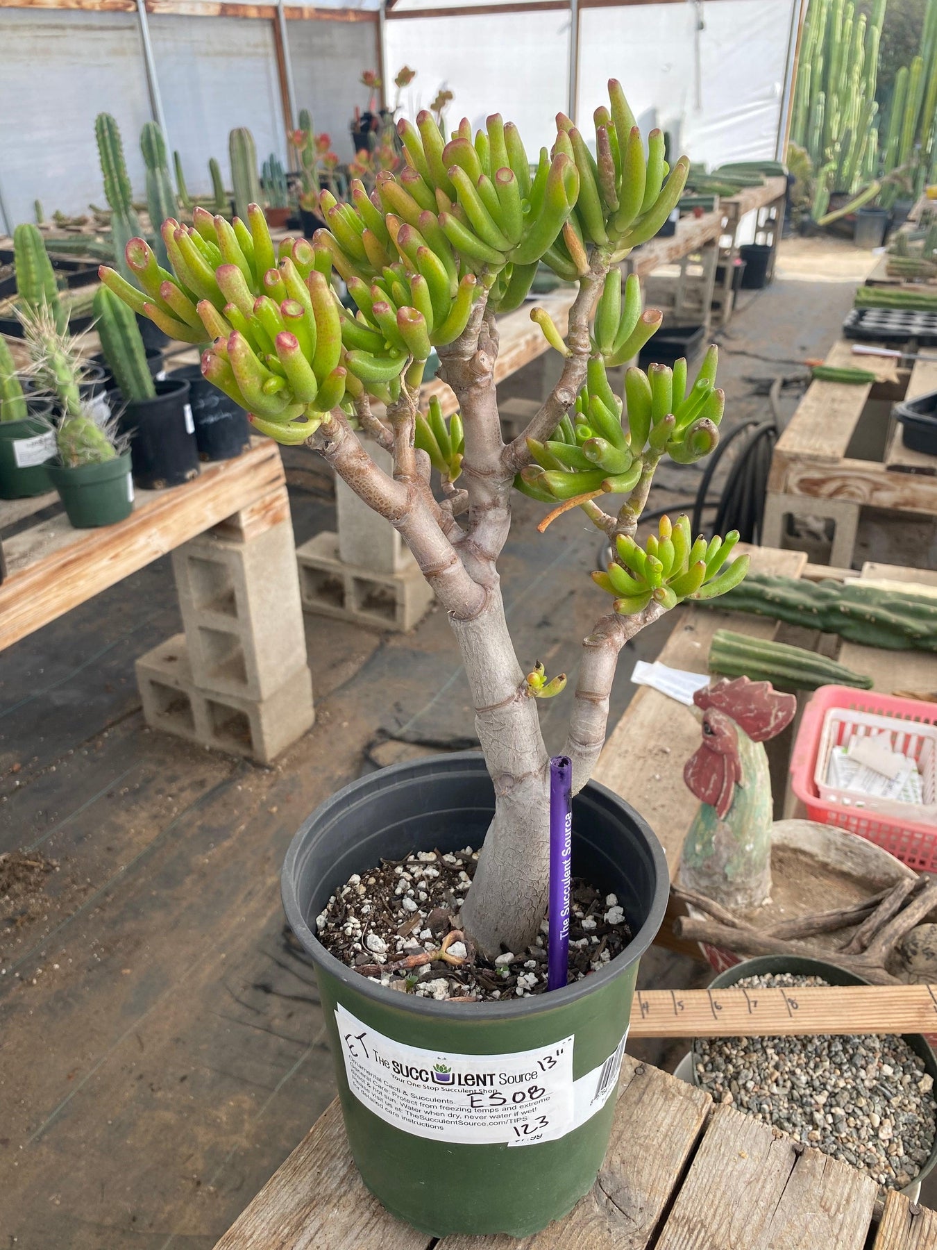 superfly bonsai succulent and cactus #ES08 EXACT Crassula ET bonsai Succulent 13"