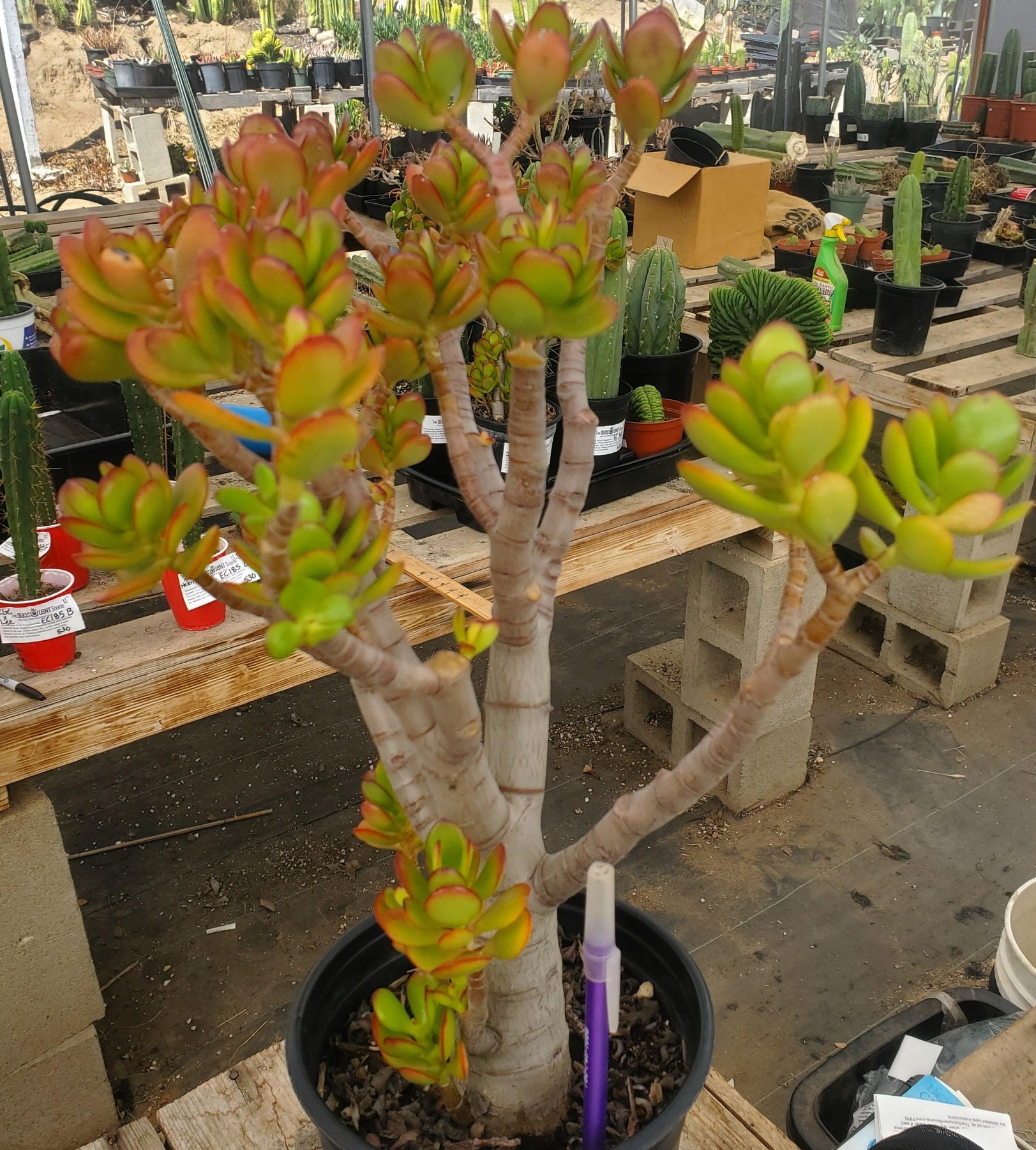 #ES09 EXACT Crassula Mini Jade Bonsai Succulent 14”-Succulent - Large - Exact-The Succulent Source