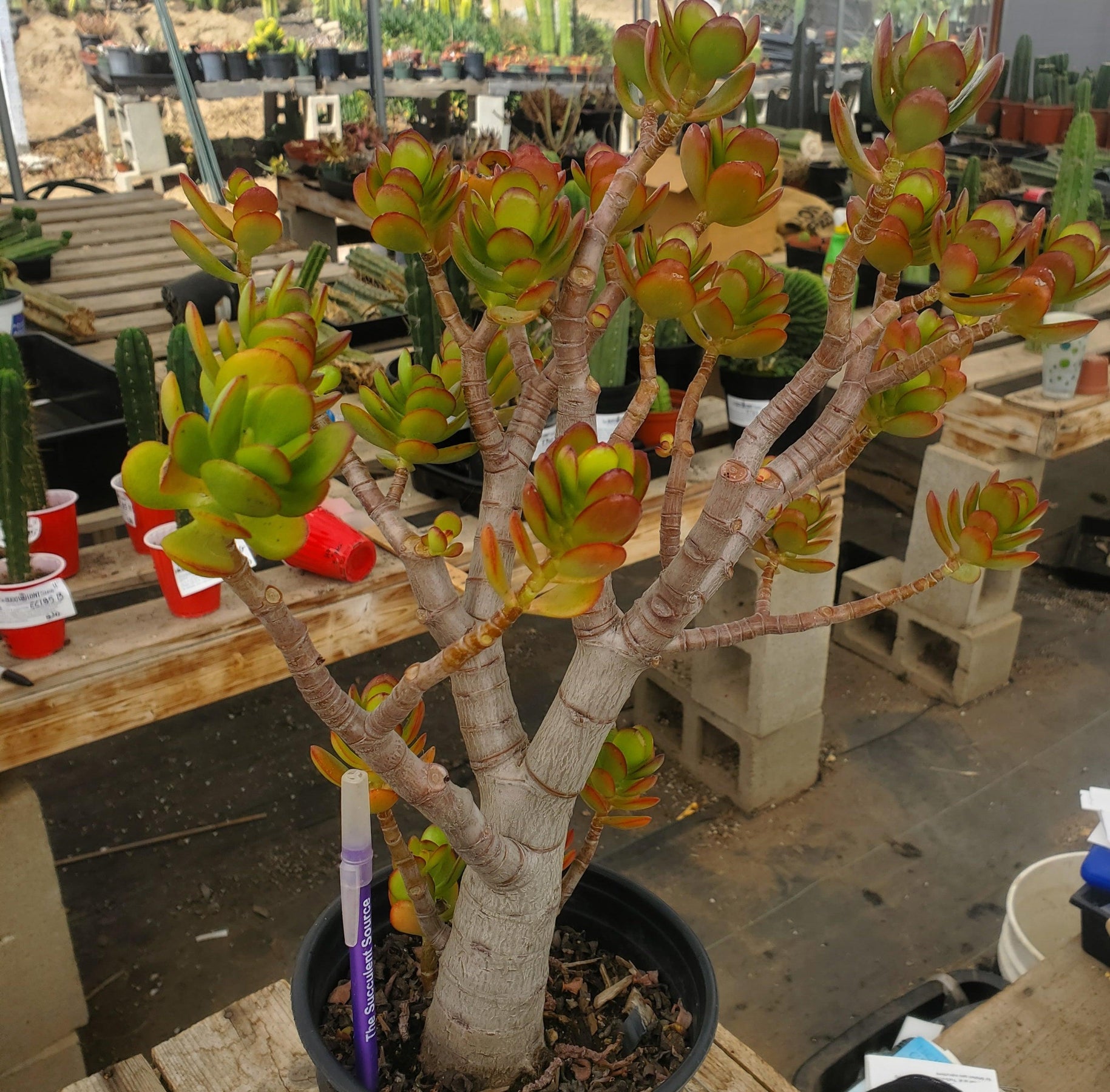 #ES09 EXACT Crassula Mini Jade Bonsai Succulent 14”-Succulent - Large - Exact-The Succulent Source