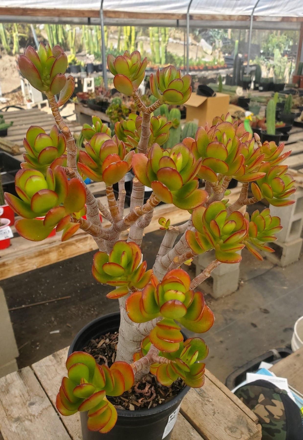 #ES09 EXACT Crassula Mini Jade Bonsai Succulent 14”-Succulent - Large - Exact-The Succulent Source