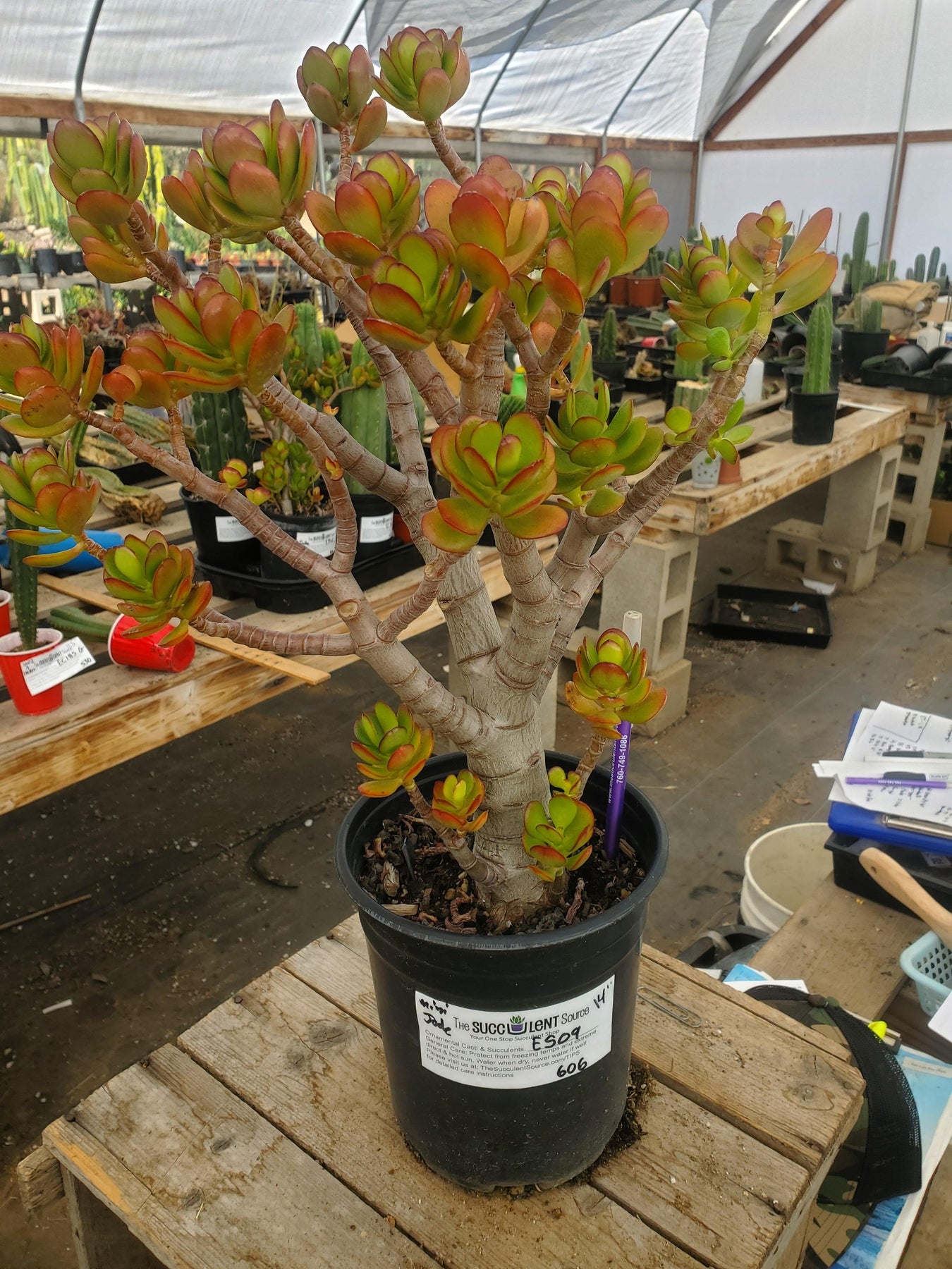 mini jade plant bonsai ES09 EXACT Crassula Mini Jade Bonsai Succulent 14”