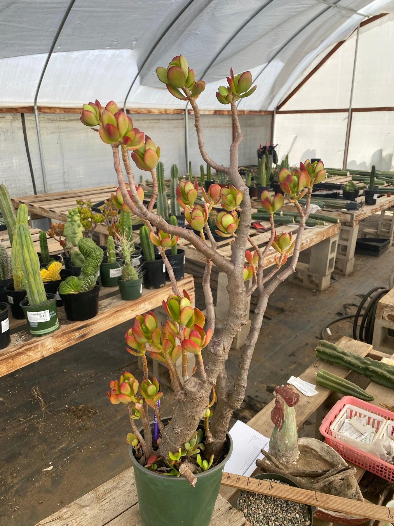 #ES10 EXACT Crassula Jade Bonsai Succulent-Succulent - Large - Exact-The Succulent Source