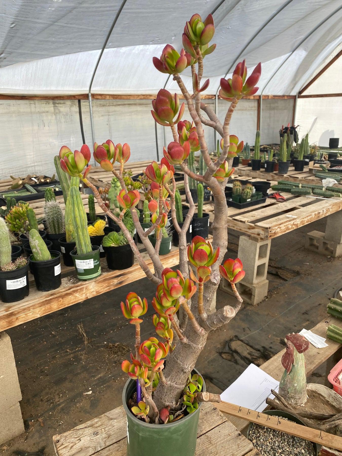 #ES10 EXACT Crassula Jade Bonsai Succulent-Succulent - Large - Exact-The Succulent Source