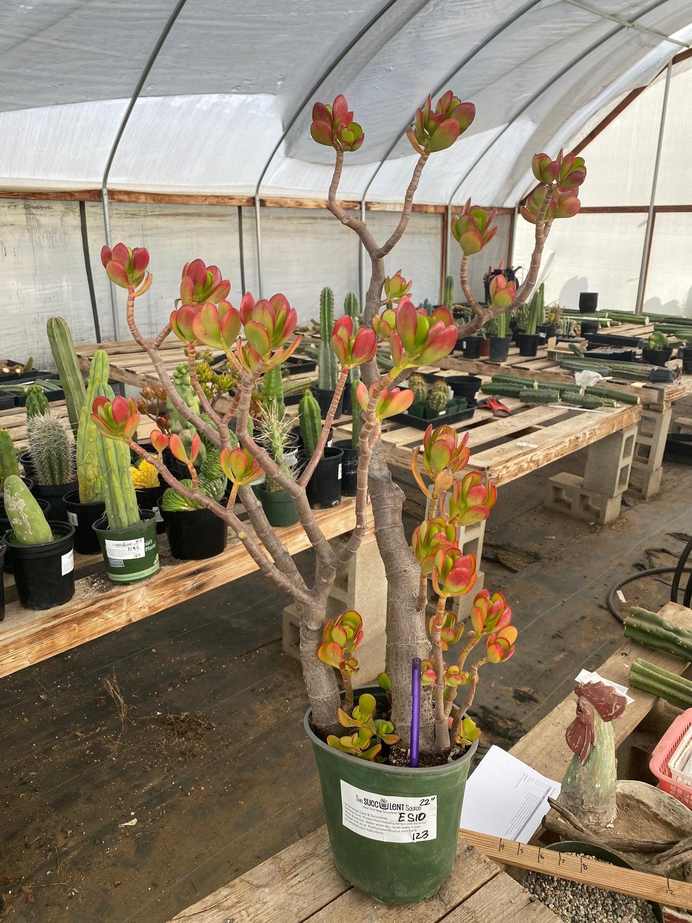 #ES10 EXACT Crassula Jade Bonsai Succulent-Succulent - Large - Exact-The Succulent Source