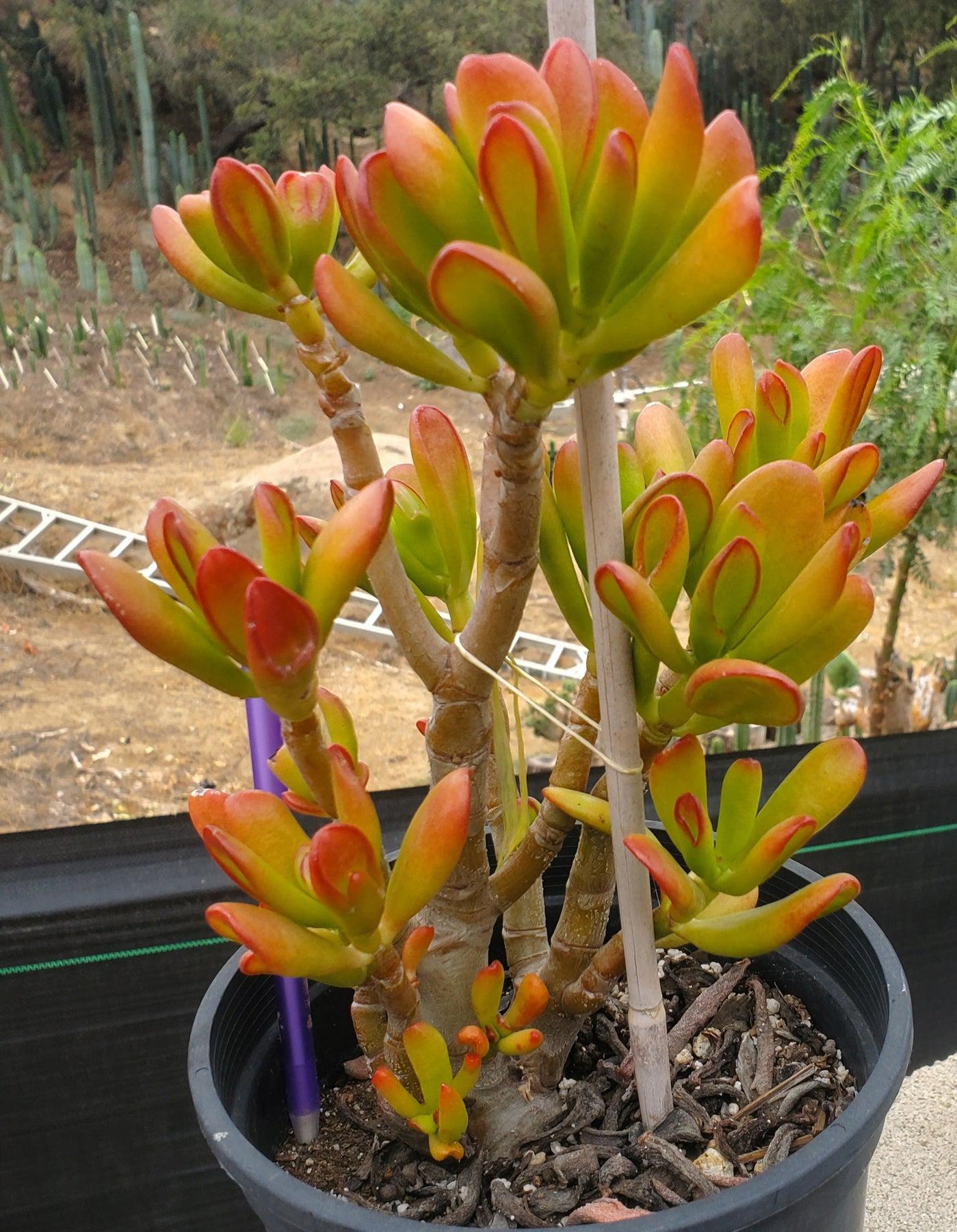 #ES14 EXACT Crassula Hobbit Bonsai Succulent-Succulent - Large - Exact-The Succulent Source