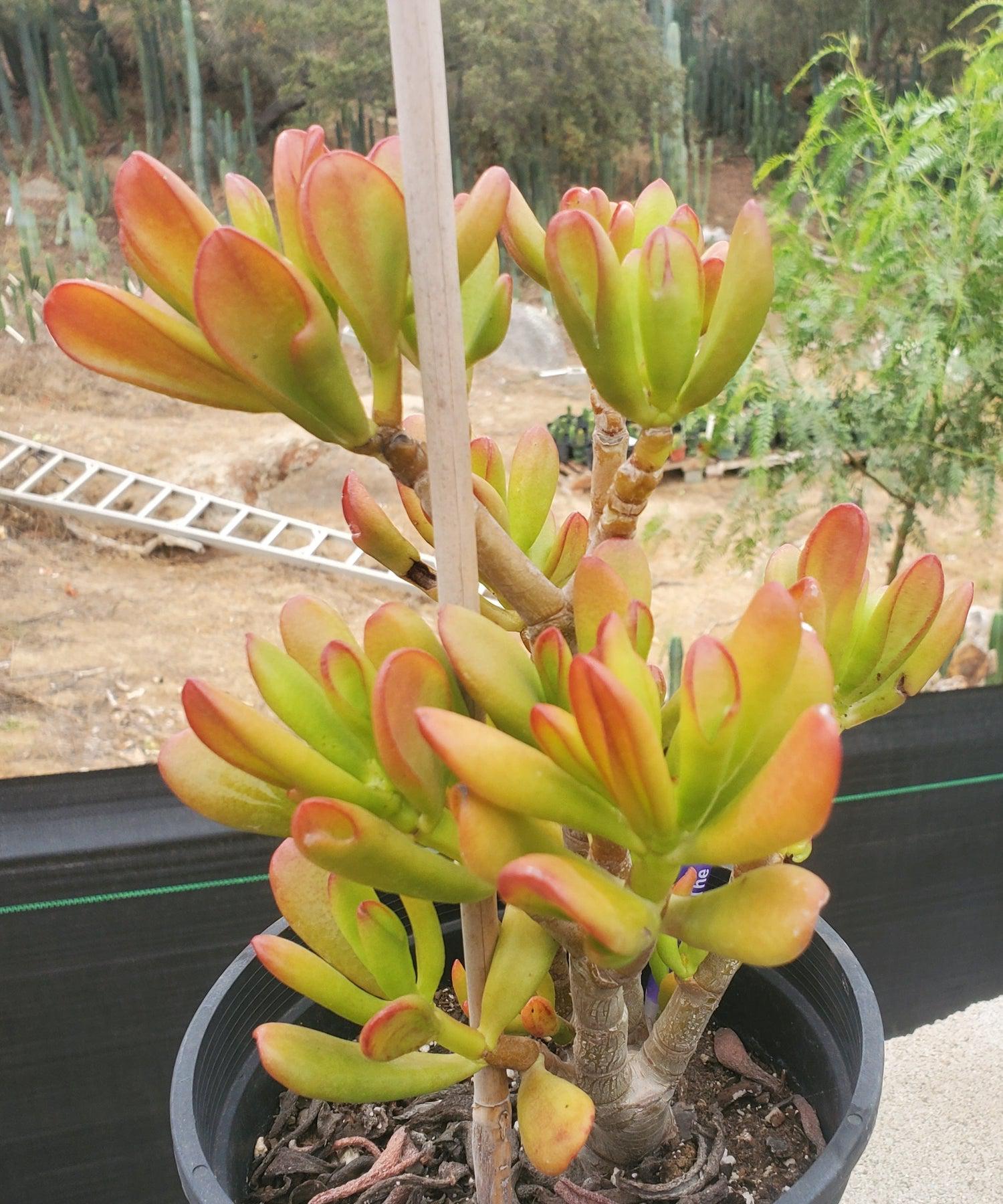 #ES14 EXACT Crassula Hobbit Bonsai Succulent-Succulent - Large - Exact-The Succulent Source