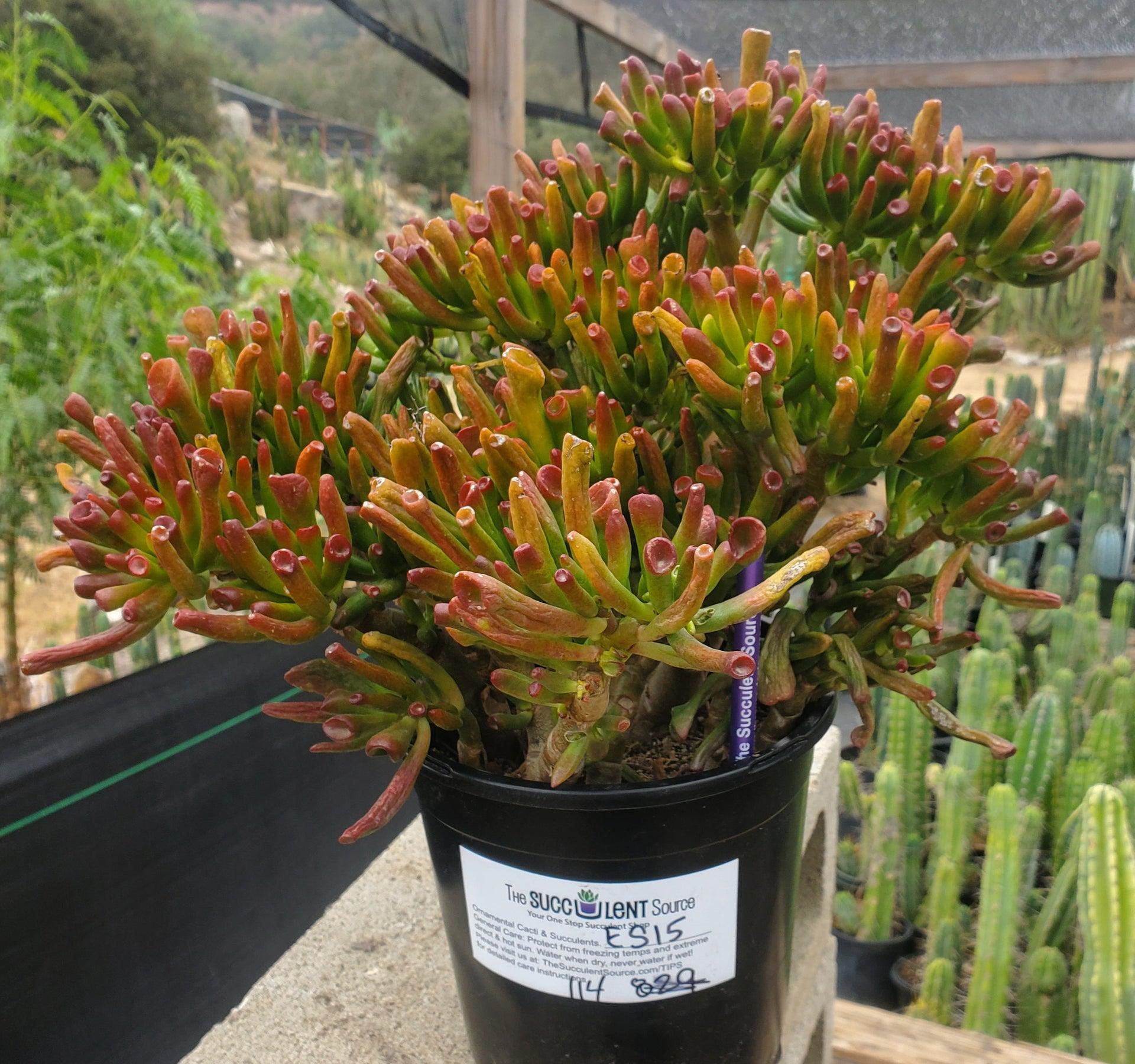 et fingers succulent #ES15 EXACT Crassula ET Finger Bonsai Succulent