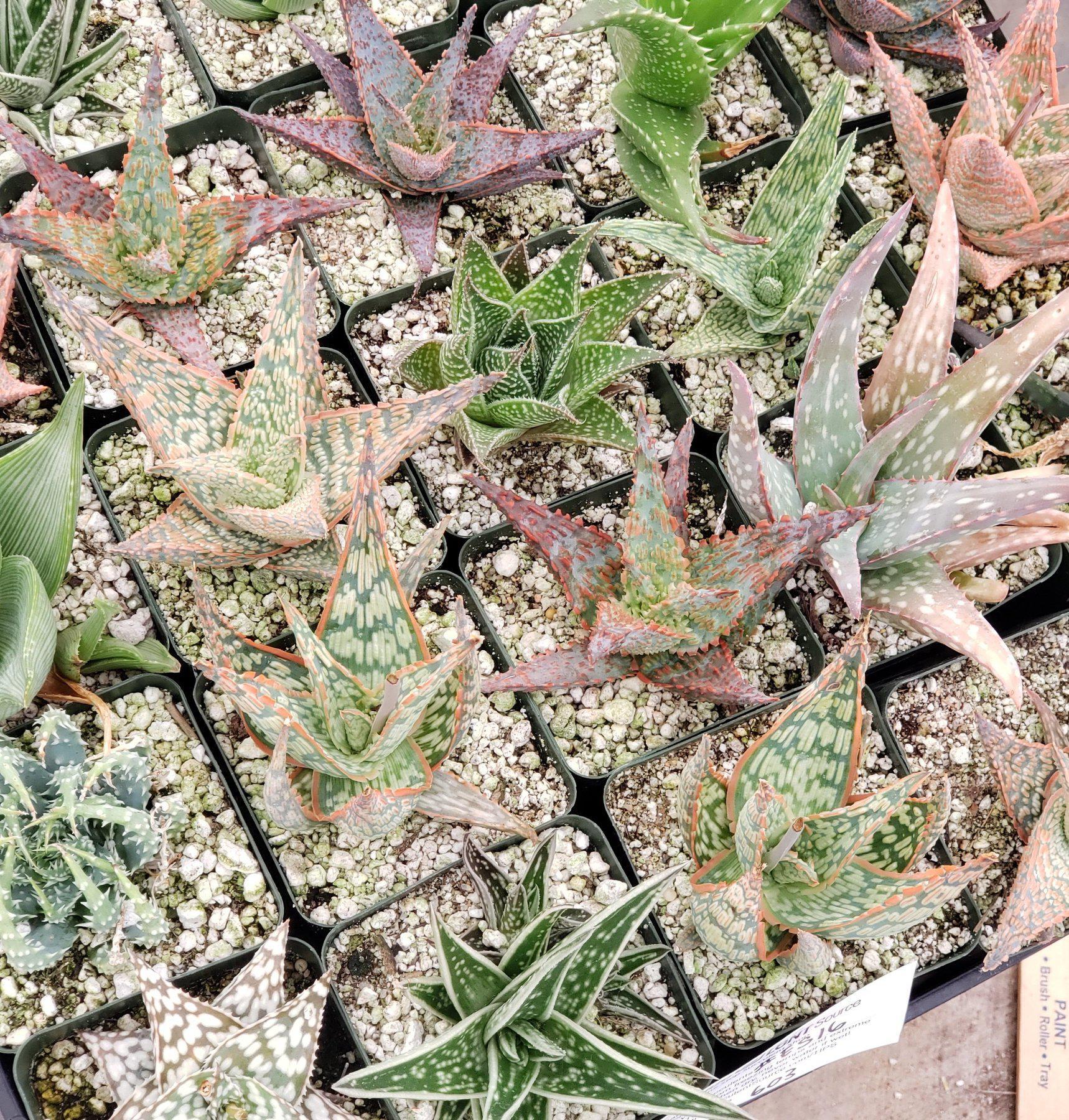 #ES16 EXACT Tray of 25 Assorted Aloes in 3"-Succulent - Large - Exact-The Succulent Source