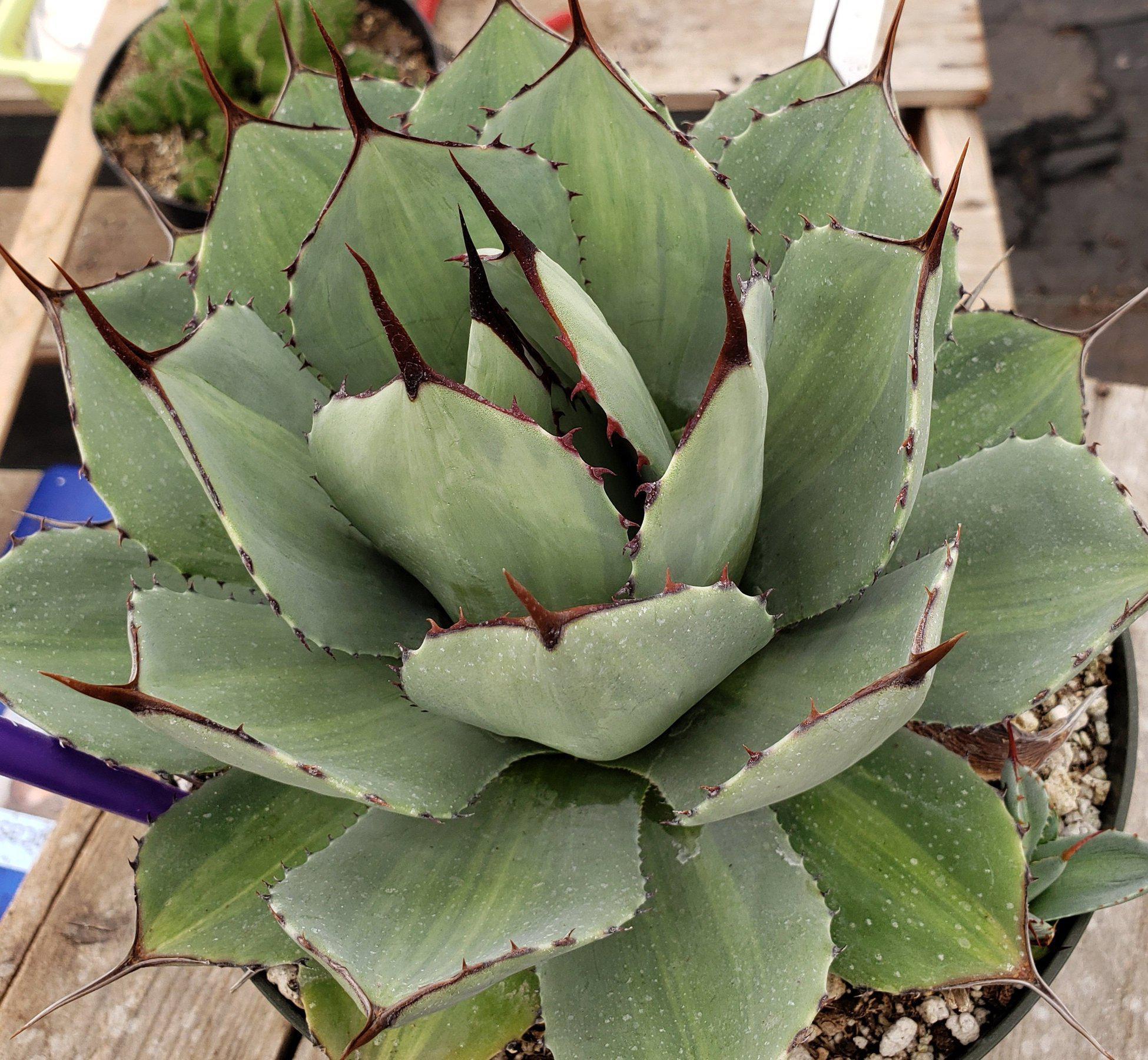 #ES17 EXACT Crassula Hobbit Bonsai Succulent "-Succulent - Large - Exact-The Succulent Source