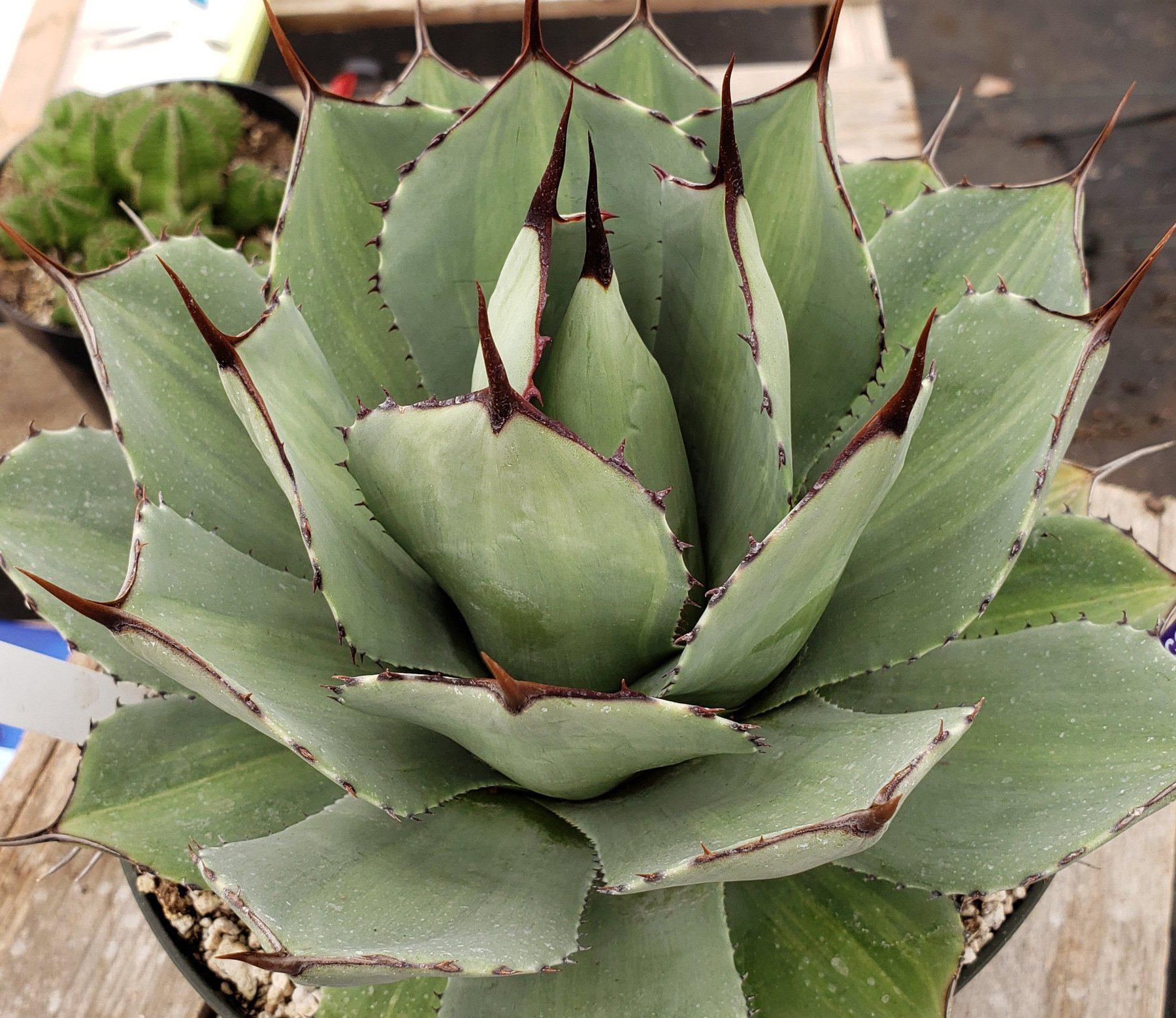 #ES17 EXACT Crassula Hobbit Bonsai Succulent "-Succulent - Large - Exact-The Succulent Source
