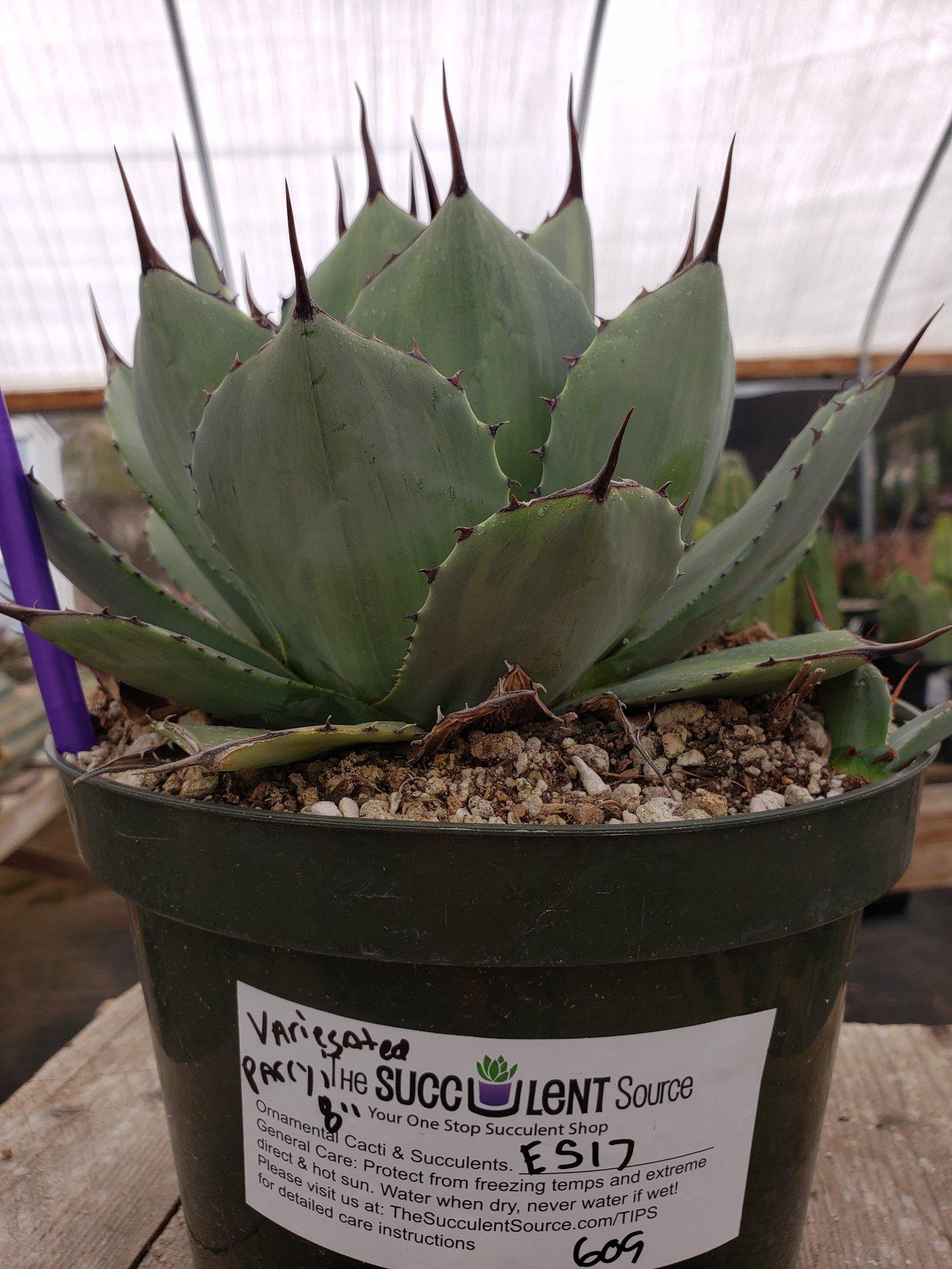 #ES17 EXACT Crassula Hobbit Bonsai Succulent "-Succulent - Large - Exact-The Succulent Source