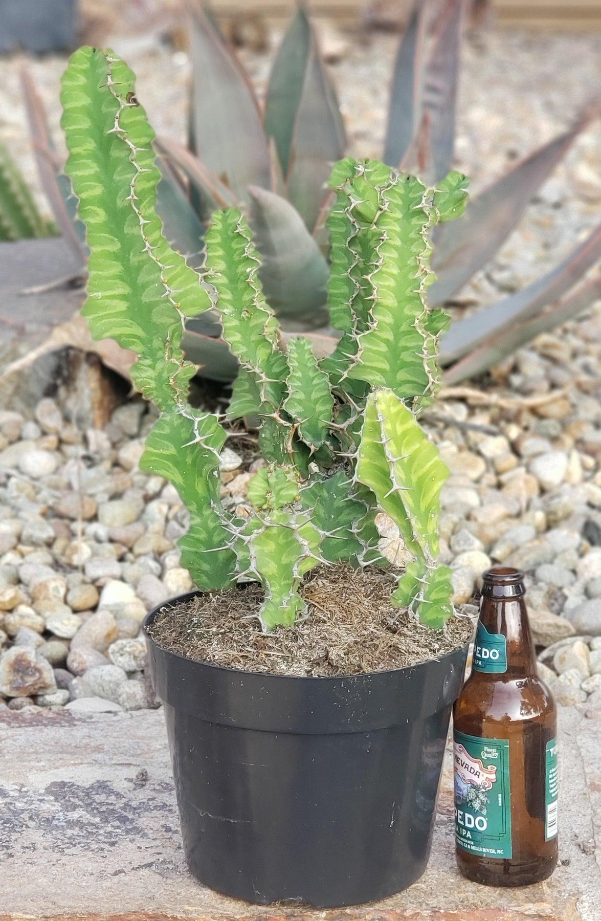 #ES18 EXACT Euphorbia ZIGZAG Succulent in container-Succulent - Large - Exact-The Succulent Source