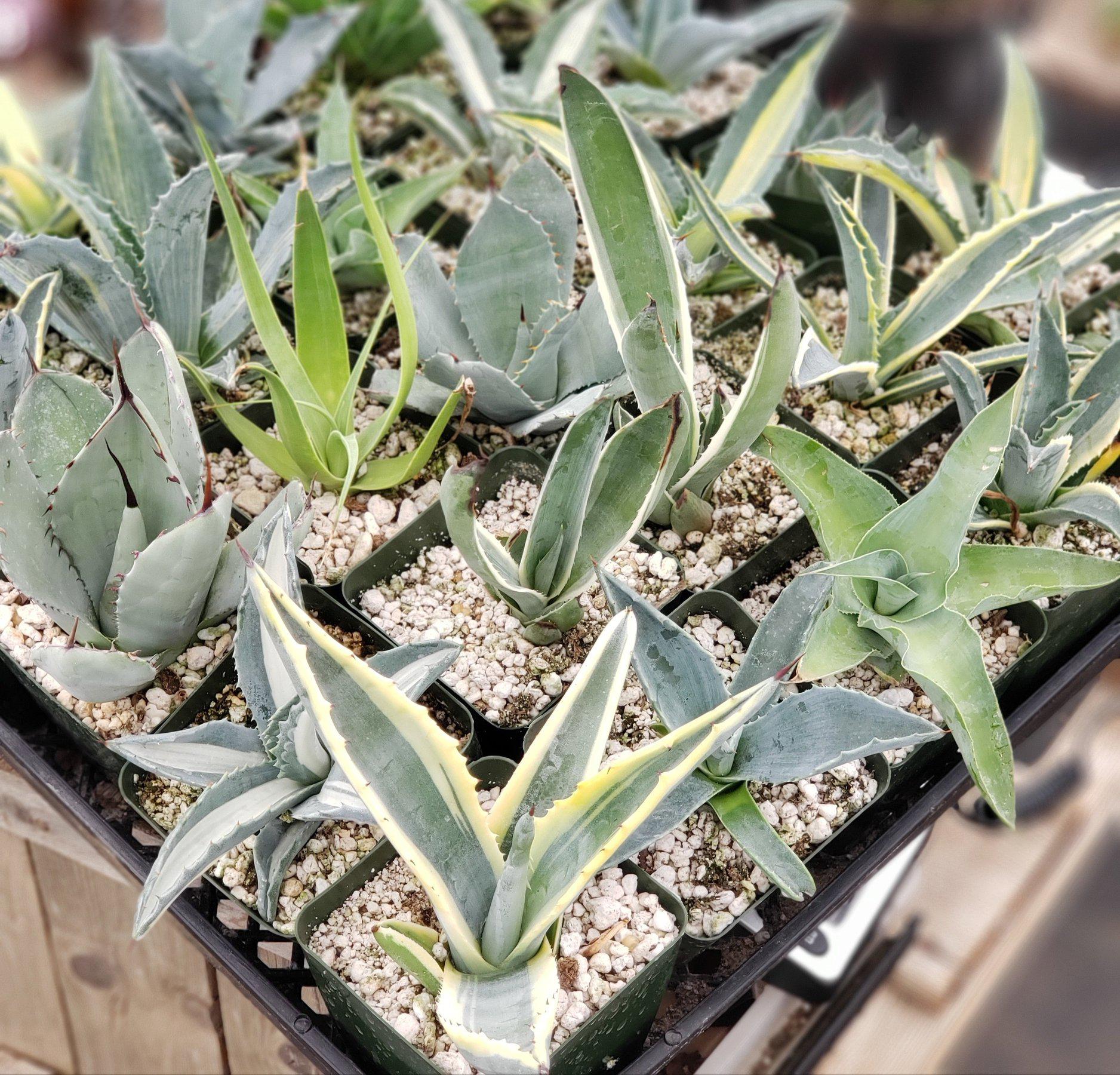 #ES19 EXACT Tray of Agave assortment in 3" containers-Succulent - Large - Exact-The Succulent Source