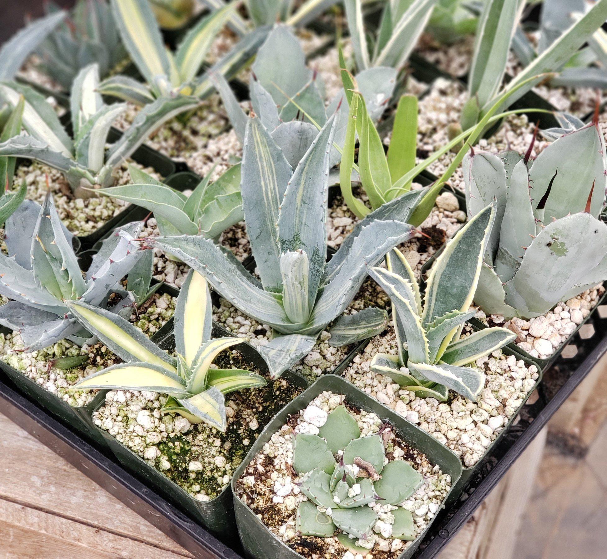 #ES19 EXACT Tray of Agave assortment in 3" containers-Succulent - Large - Exact-The Succulent Source