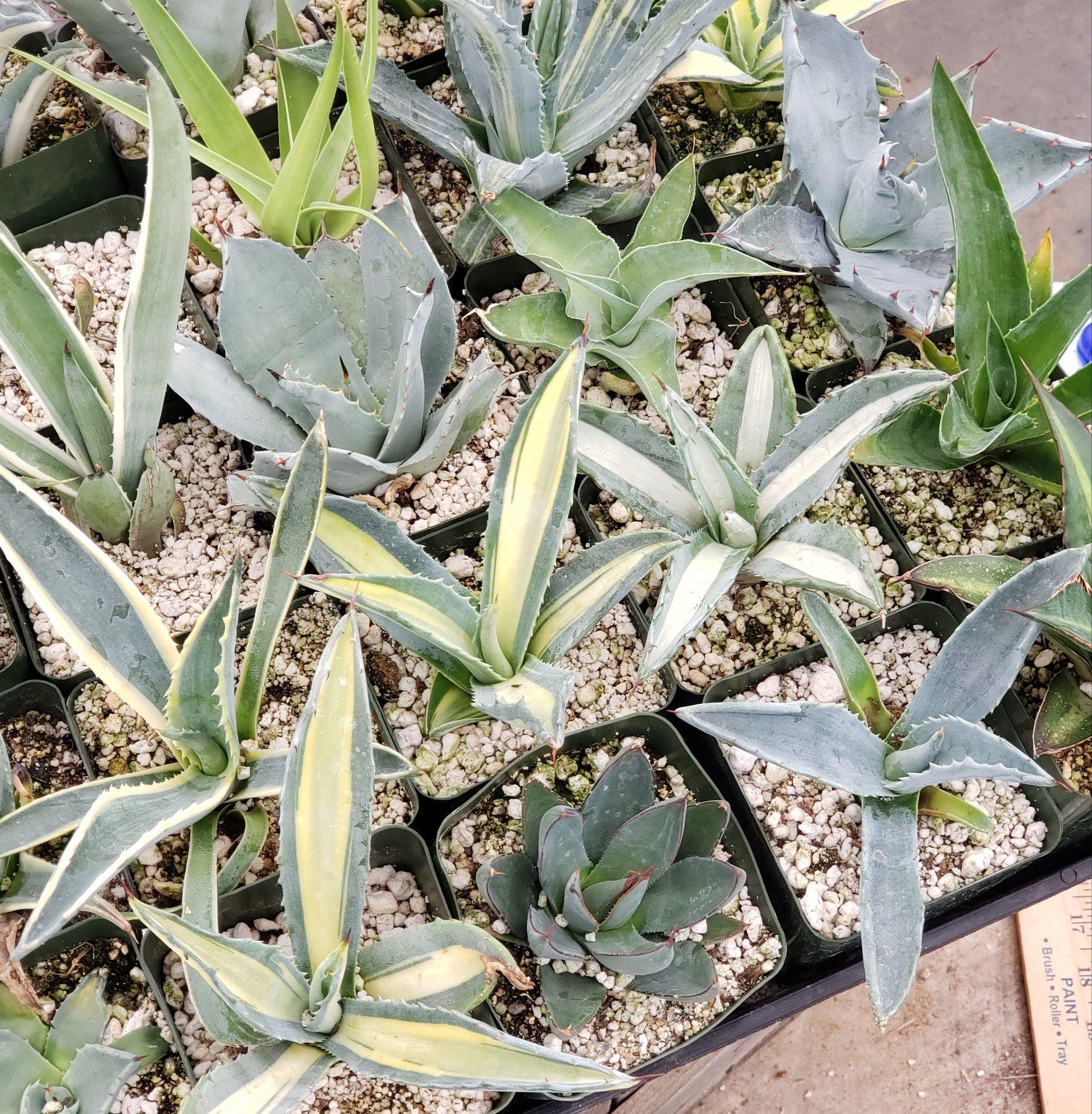 #ES19 EXACT Tray of Agave assortment in 3" containers-Succulent - Large - Exact-The Succulent Source