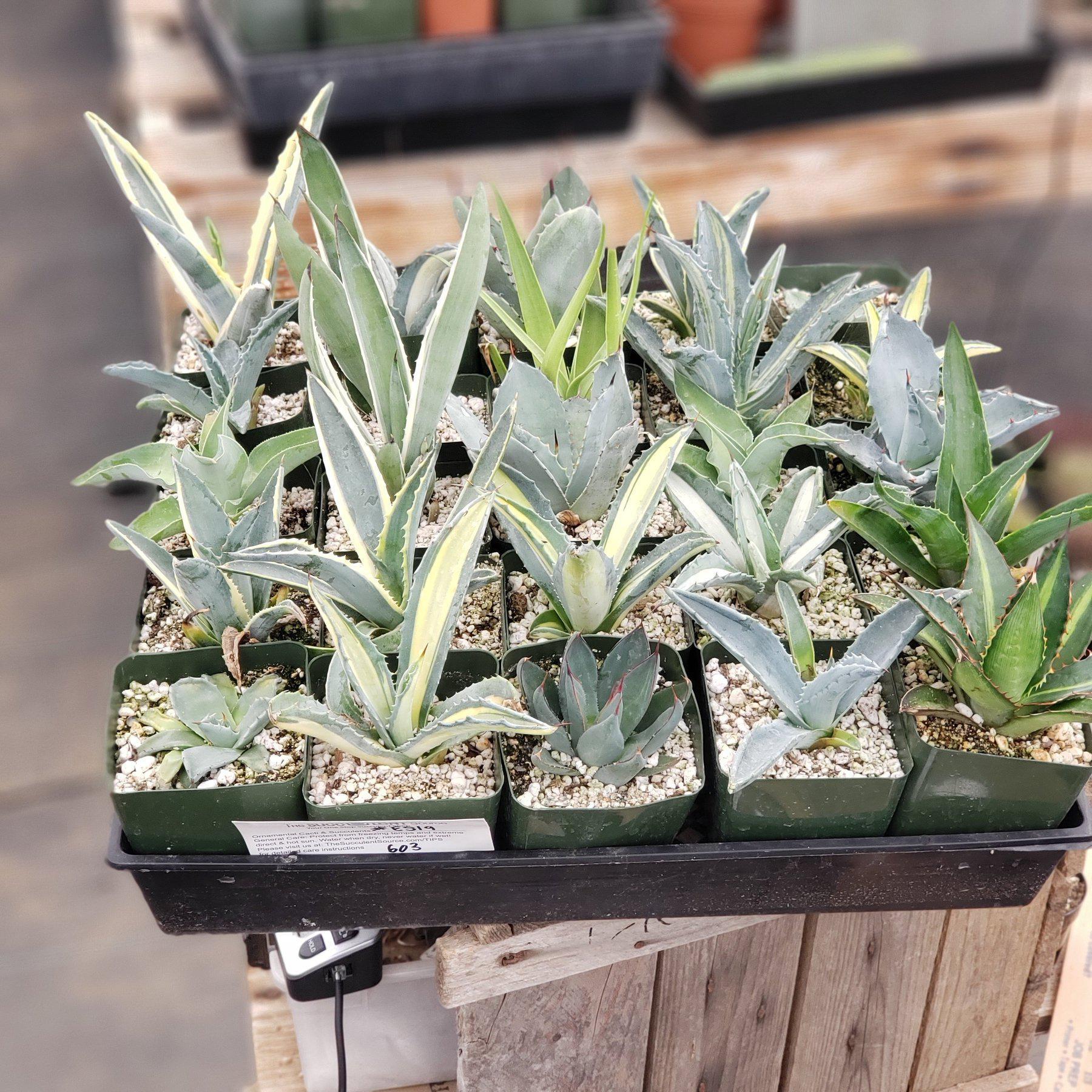 #ES19 EXACT Tray of Agave assortment in 3" containers-Succulent - Large - Exact-The Succulent Source