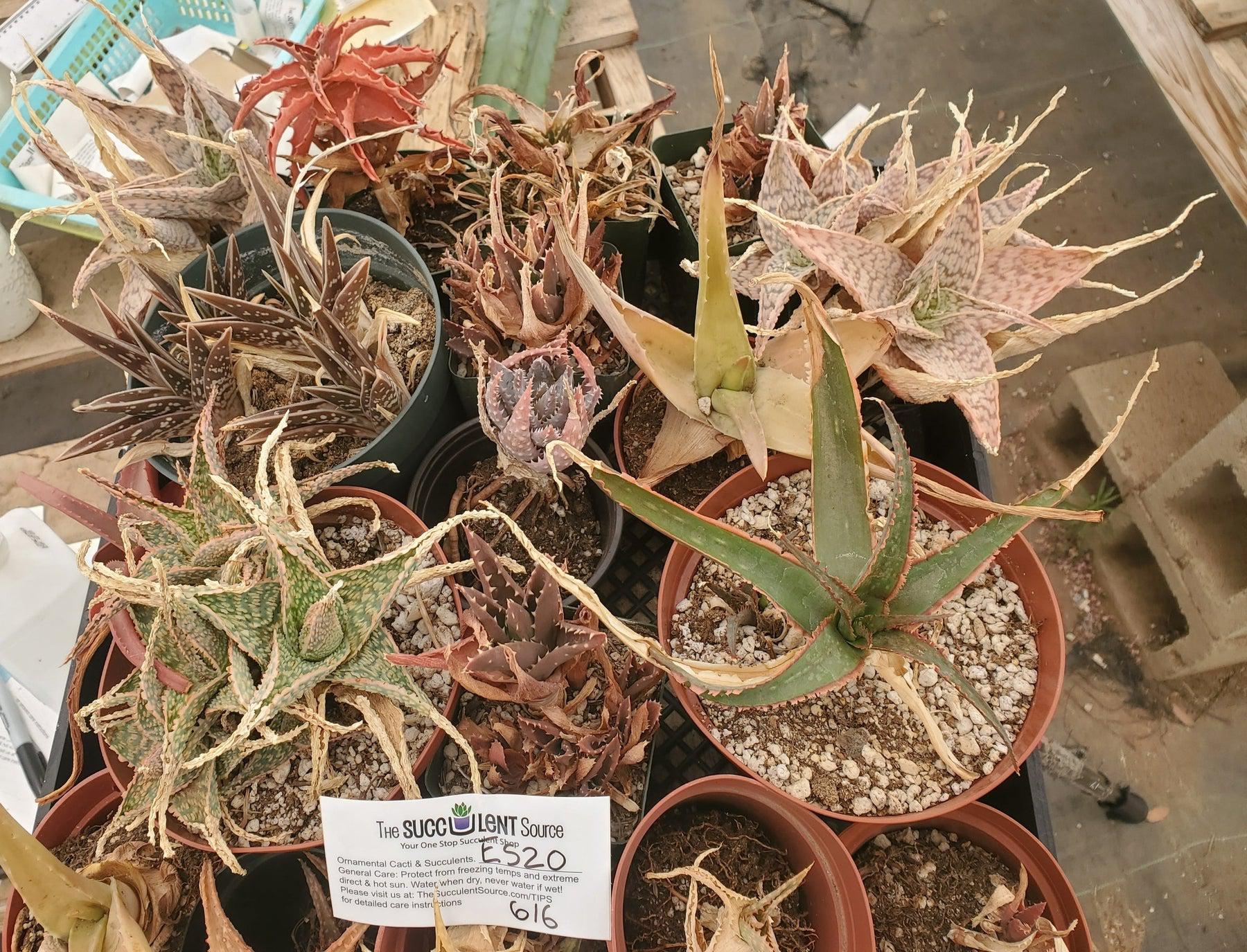 #ES20 EXACT Aloe mixed TLC lot-Succulent - Large - Exact-The Succulent Source