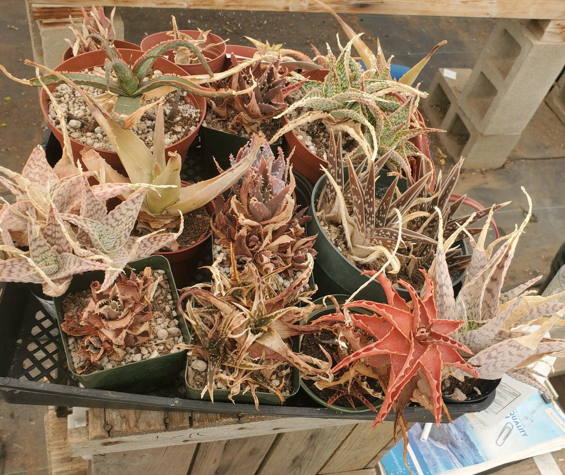 #ES20 EXACT Aloe mixed TLC lot-Succulent - Large - Exact-The Succulent Source